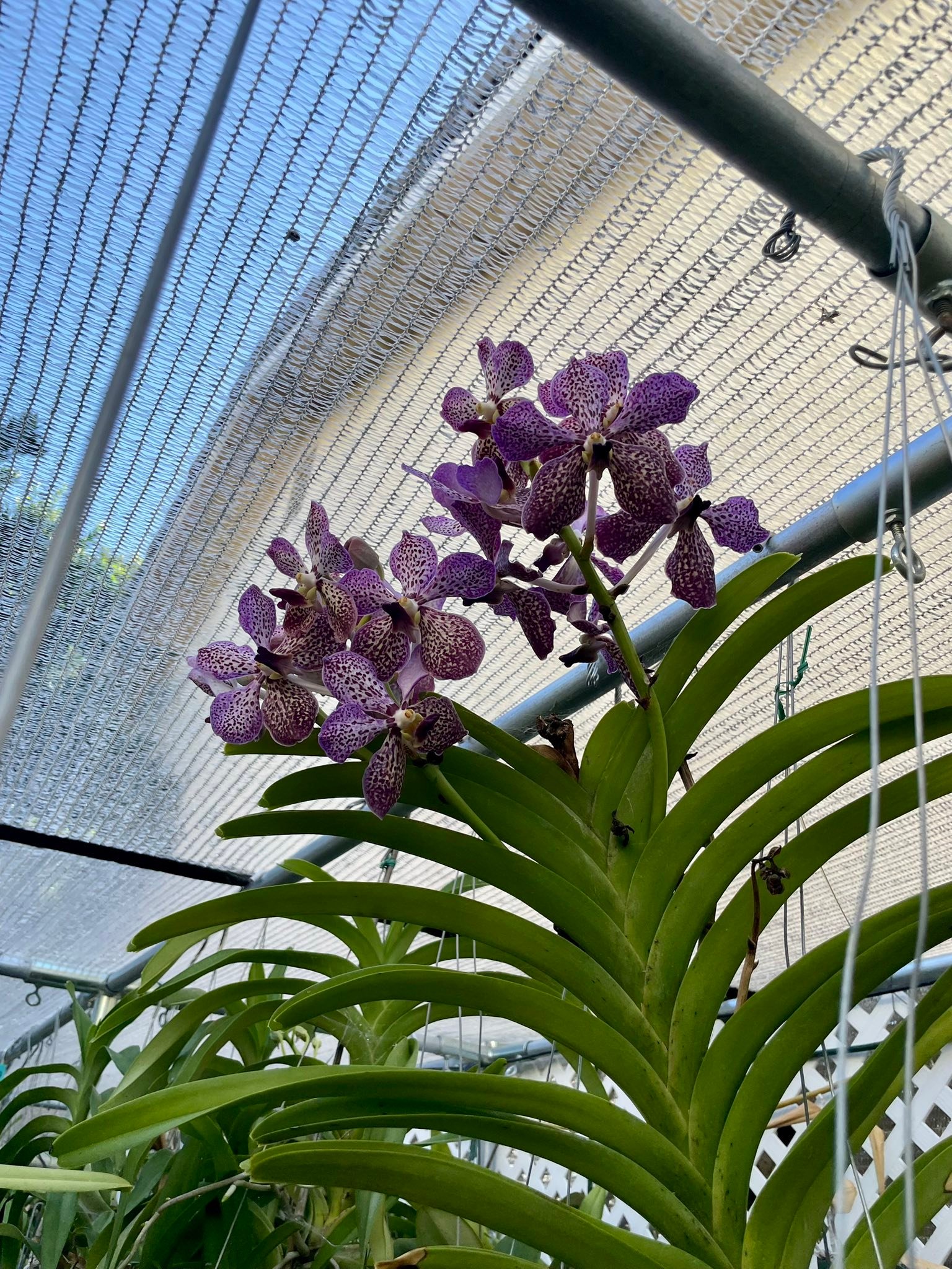 American Orchid Society | Vanda Java Jive And another cold tolerant ...