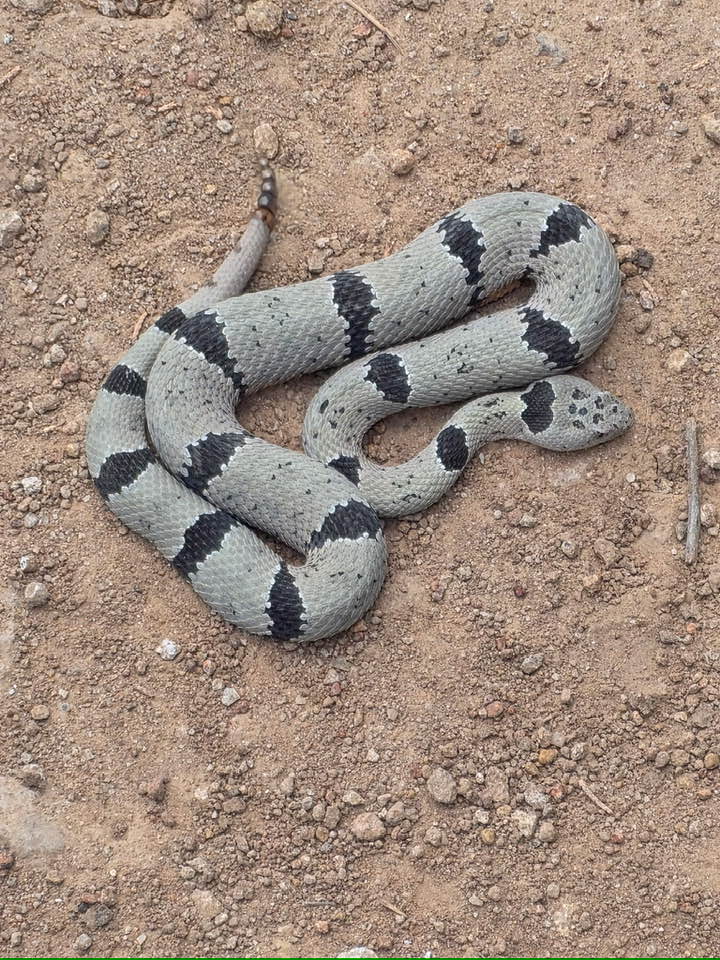 Banded Rock Rattlesnake from the southeastern corner of the state.