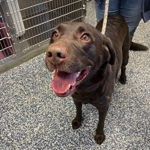 Brookline Labrador Retriever Rescue (BLRR) Group | RESCUE RIDE ...