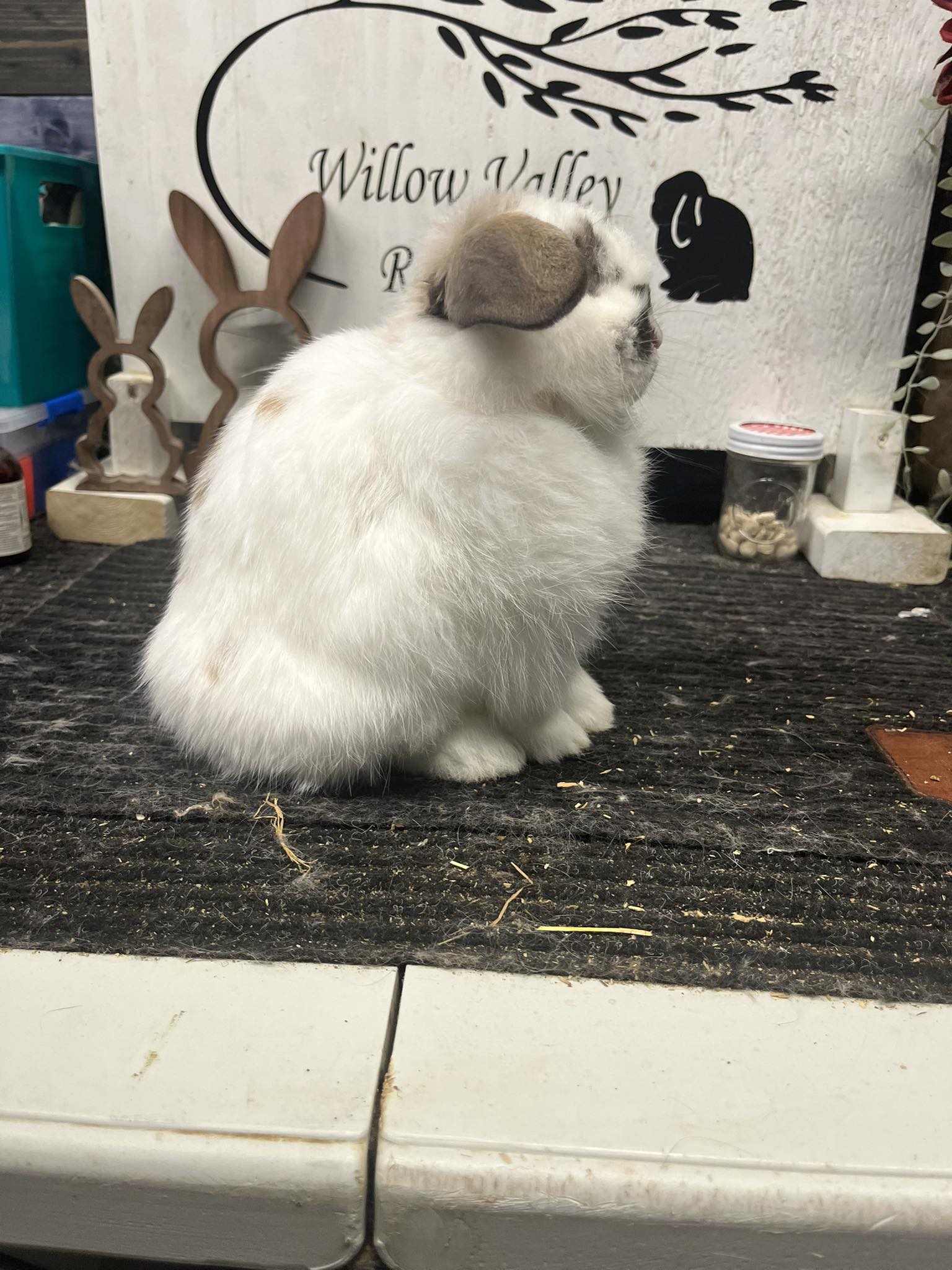 Willow Valley Rabbitry added a... - Willow Valley Rabbitry
