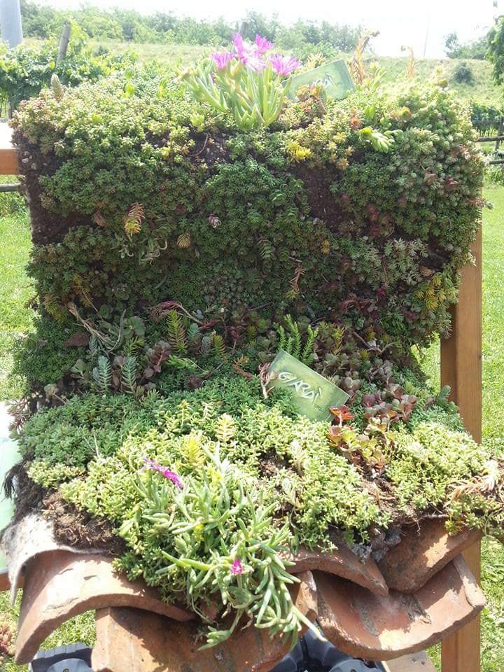125 Semi Di Sedum Per Tetti Verdi E Giardini Rocciosi – Mix Autunnale Resistente, Facile Da Coltivare Per Principianti