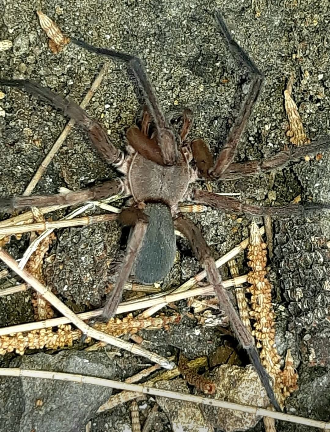 The spider species, found in Mexico, is roughly the size of a