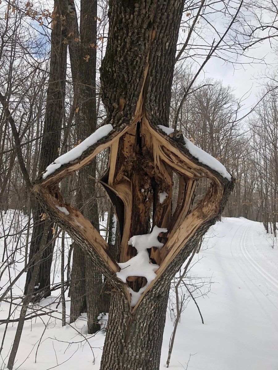 Ever hear of an “exploding tree”?... - Wendy J. Cukierski | Facebook
