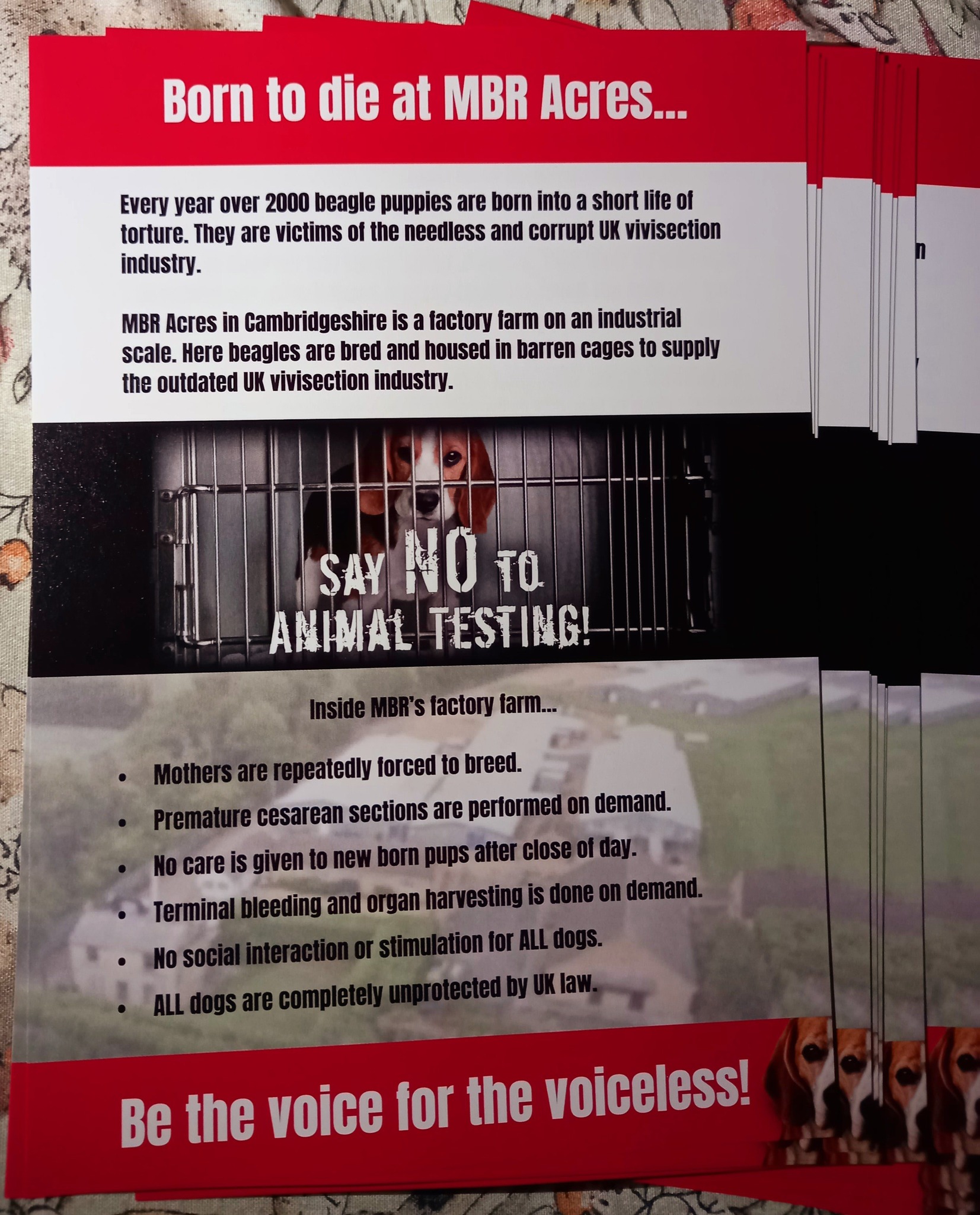 Campaign to ban animal testing & research in the UK. | I recently was ...