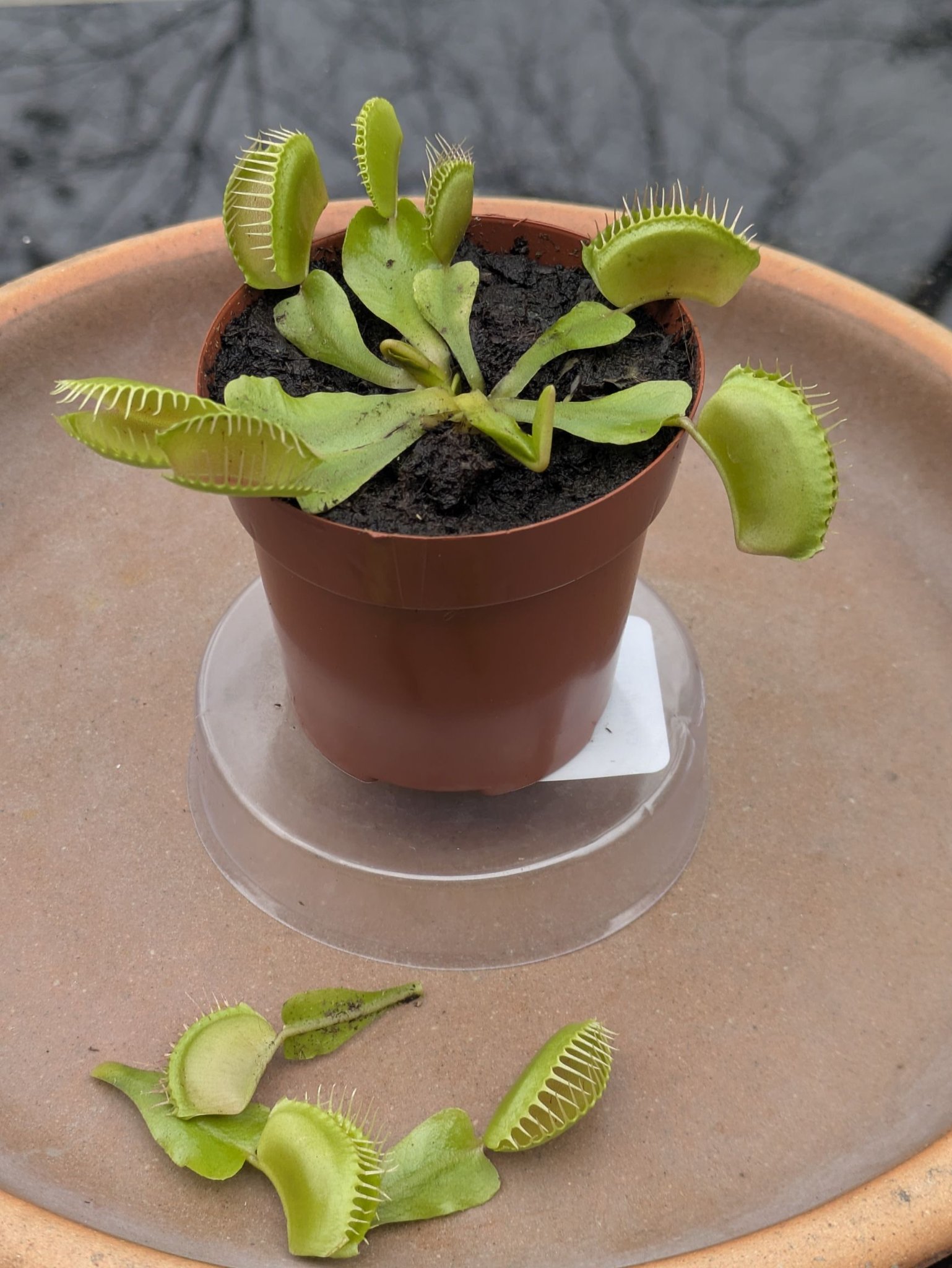 Venus flytrap regrows limbs after damaged traps removed