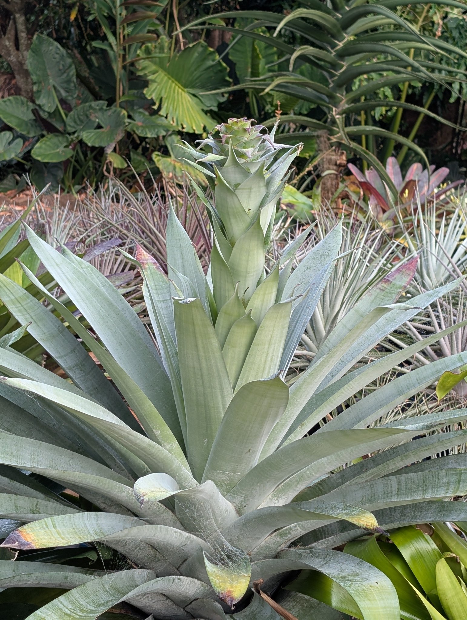 Alcantarea Sunshine is a real showstopper in my tropical gardens 