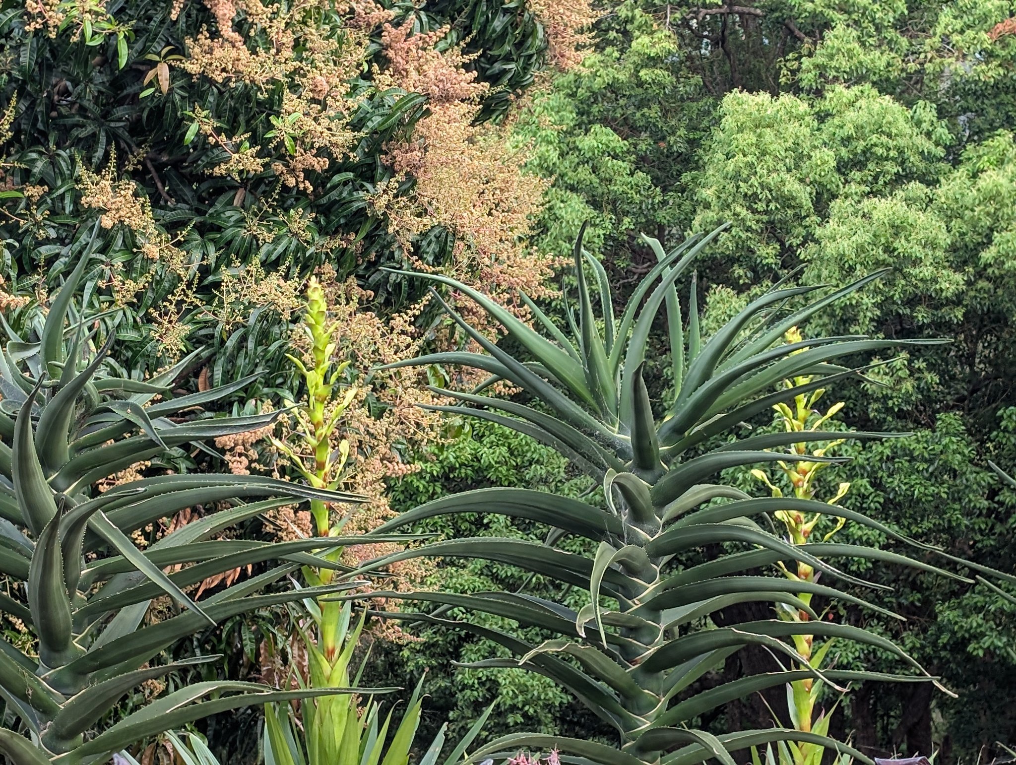 Alcantarea Sunshine is a real showstopper in my tropical gardens 