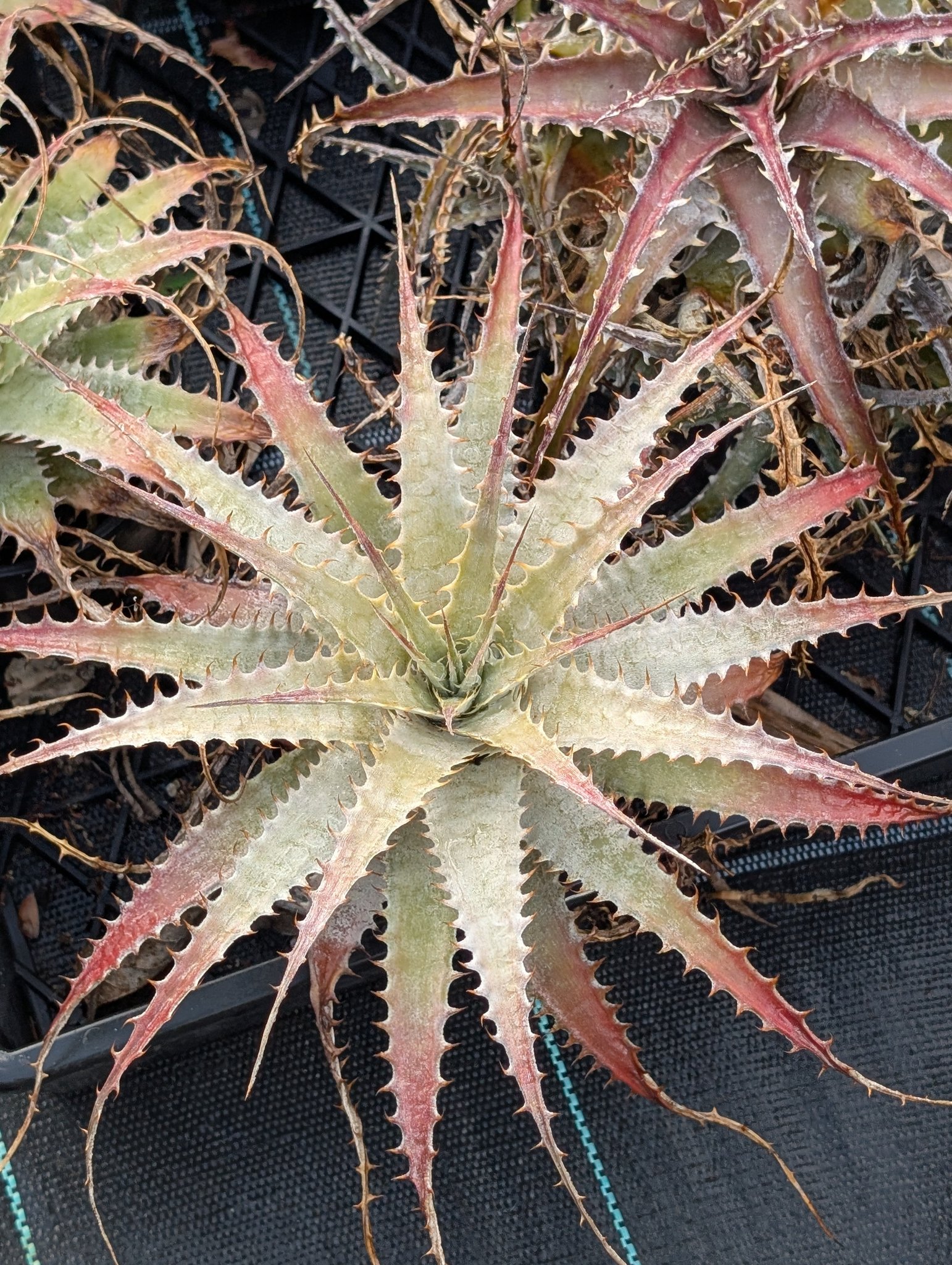 Nice clone of Deuterocohnia longipetala enjoying the heat