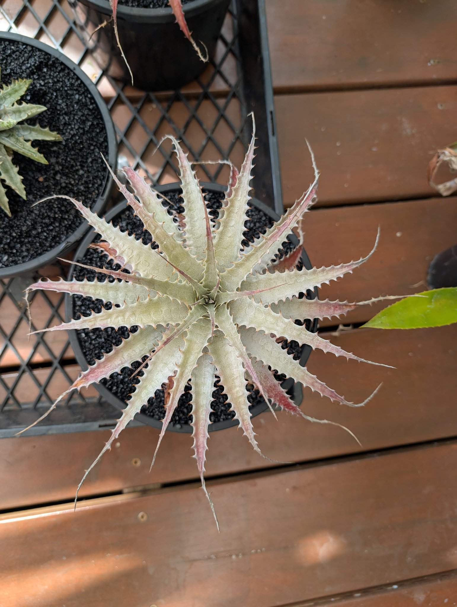 Deuterocohnia longipetala plant from Argentina