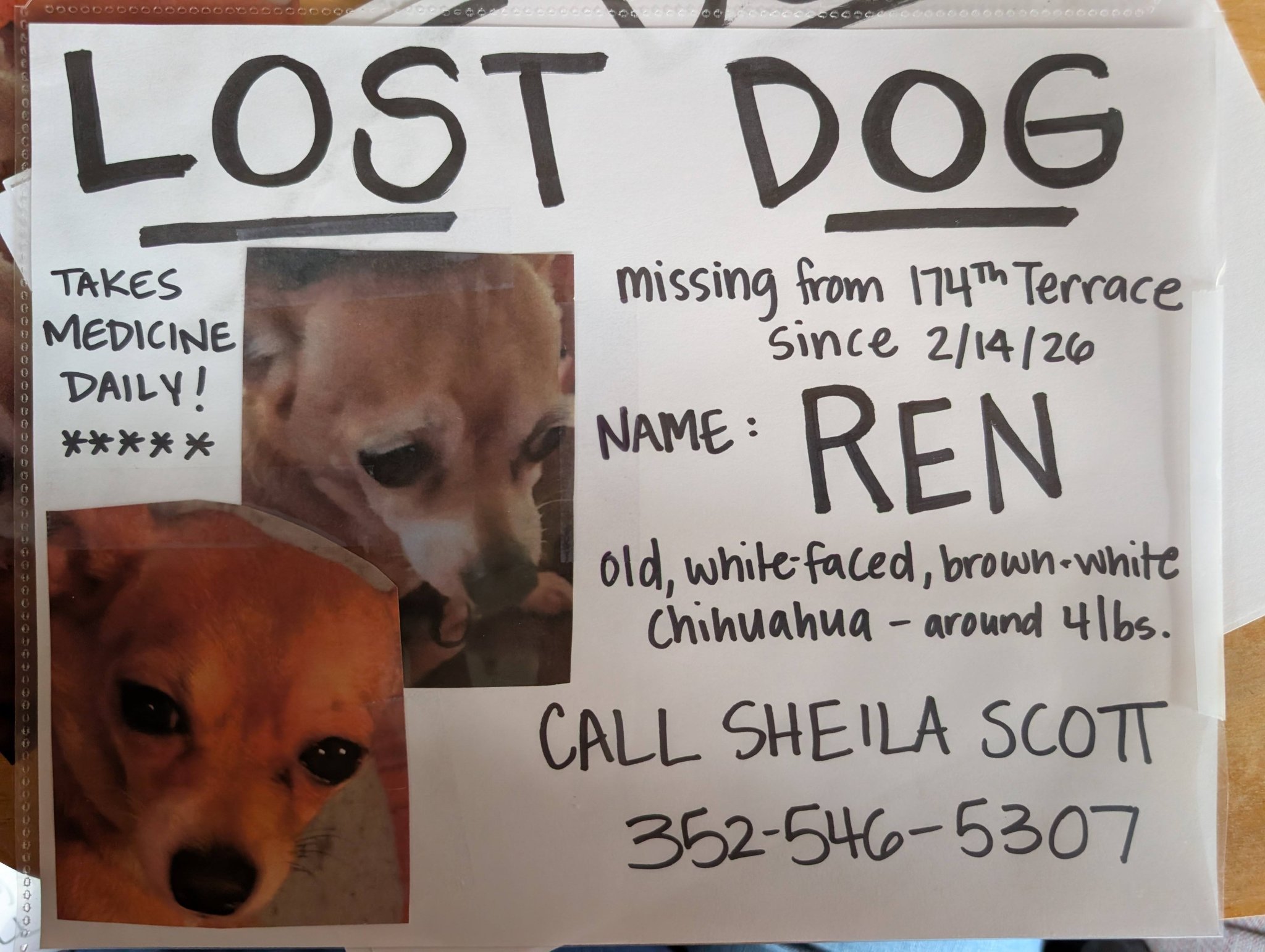 Lost dog near RV park on Hog Valley Road