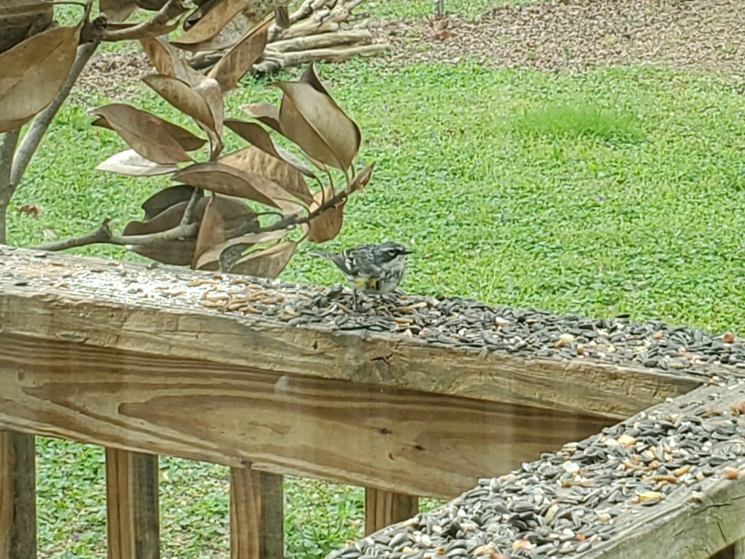 What are the names of these small yellow birds in North Alabama?