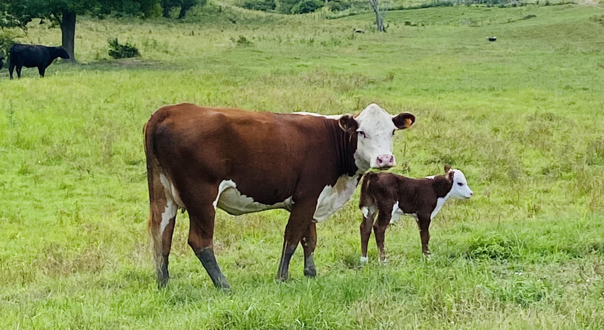 Diamond S Ranch