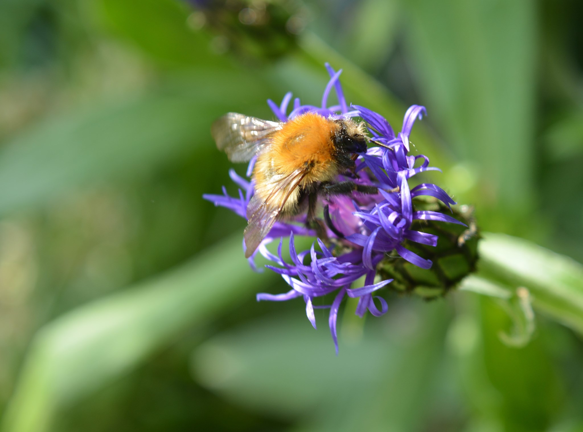 People's Trust for Endangered Species - Join in with National Insect ...