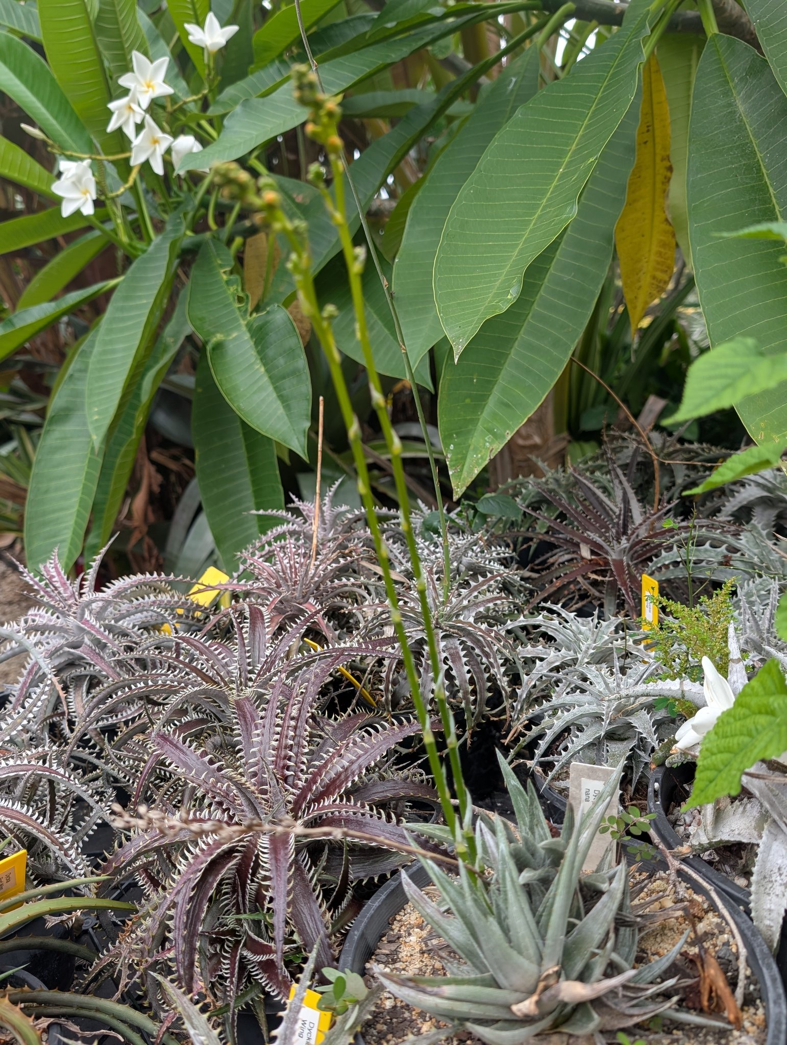 Dyckia nana - hopefully flowers open tomorrow