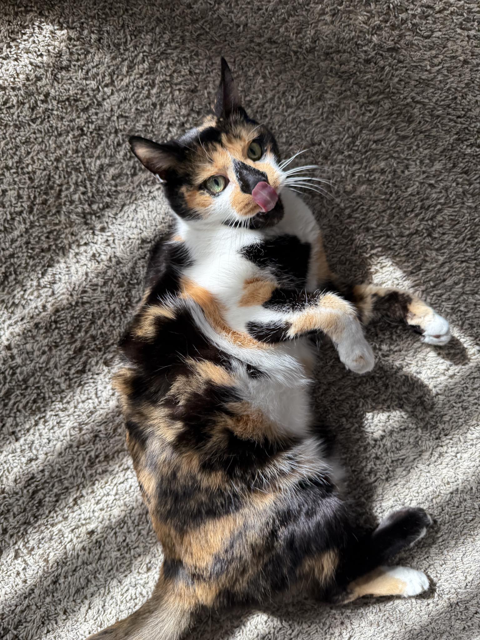 Can diet alone resolve feline hyperthyroidism?