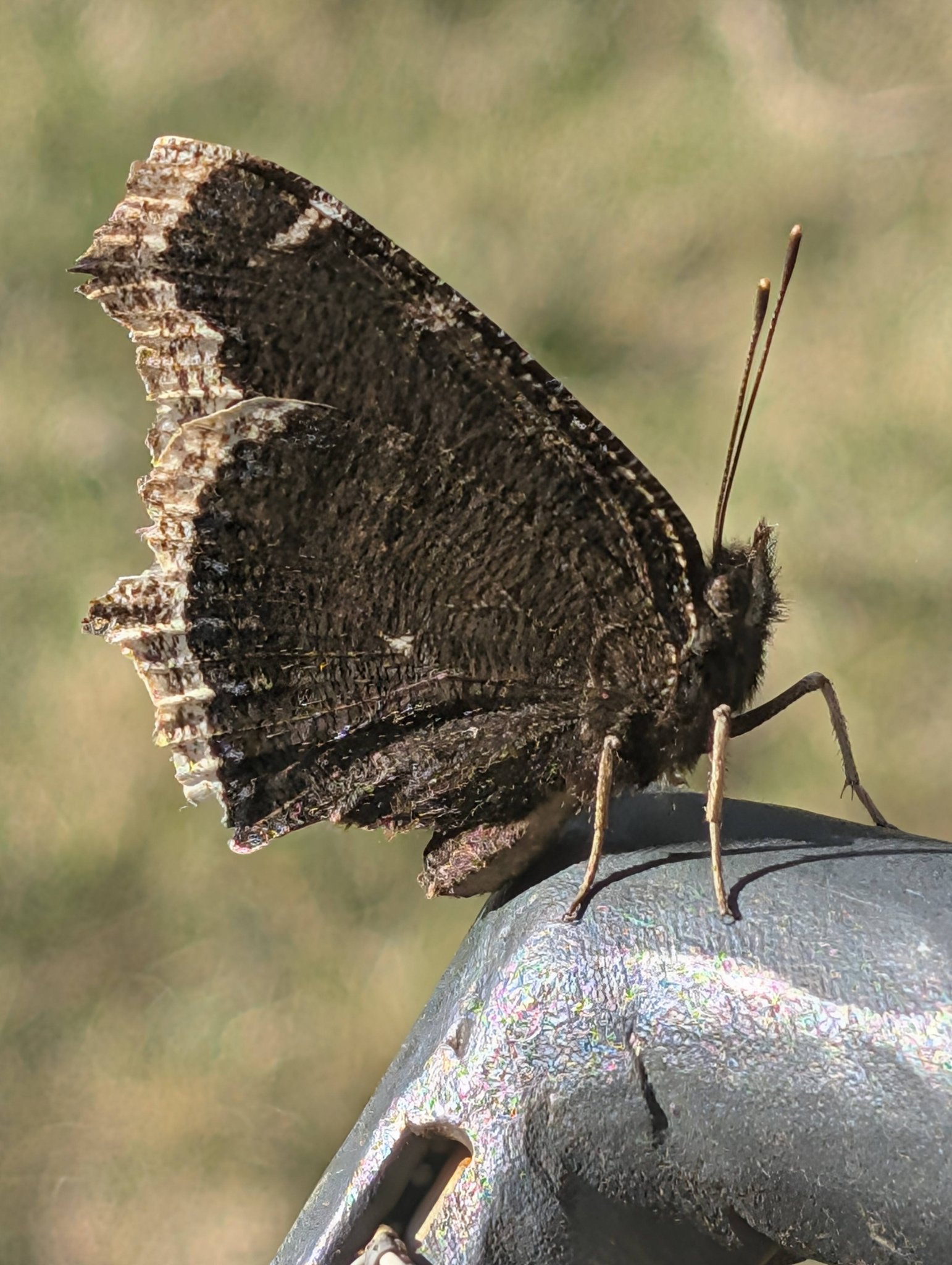 Mourning cloak ButterFly Did you know these butterflies hibernate 
