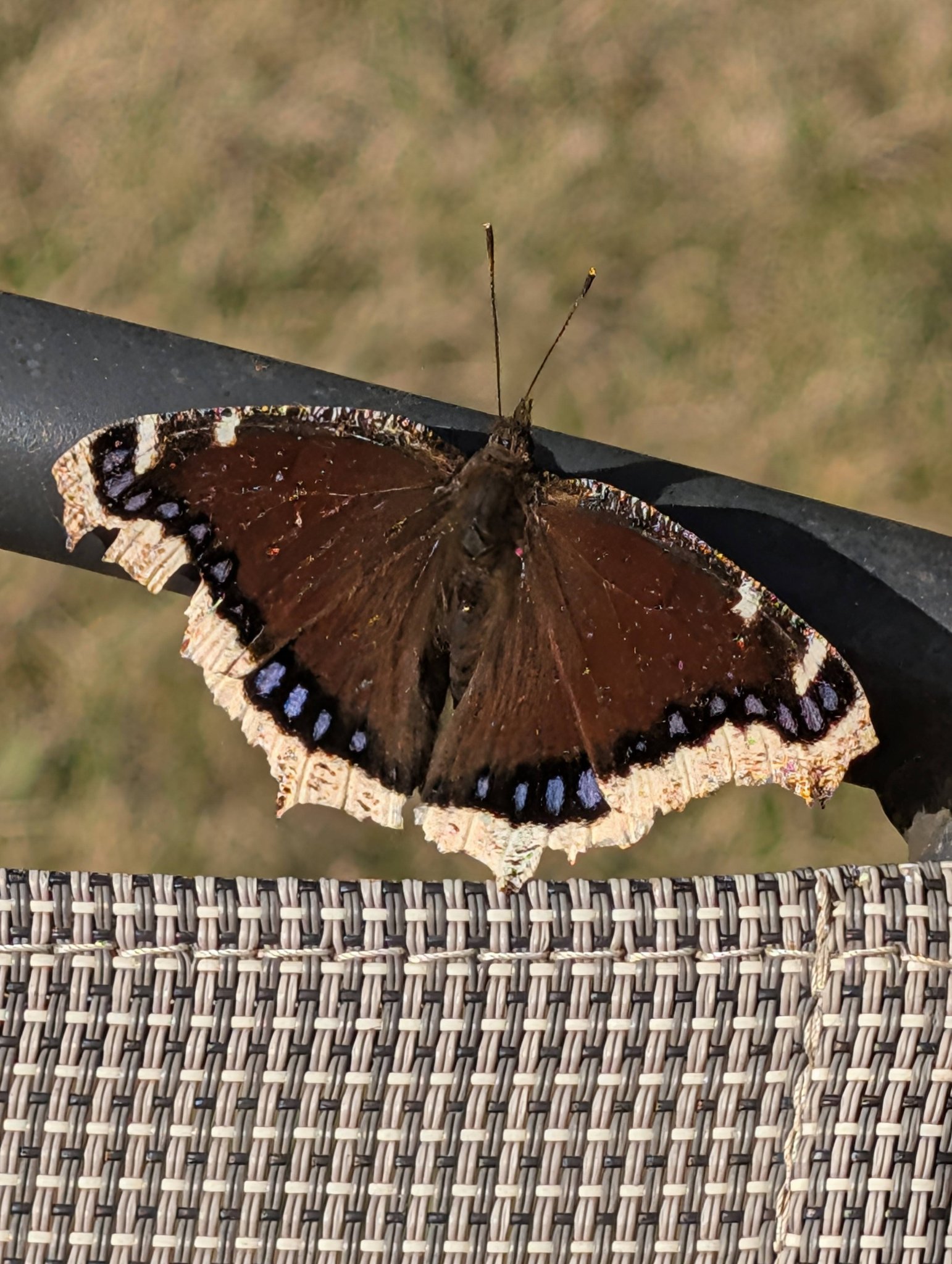 Mourning cloak ButterFly Did you know these butterflies hibernate 
