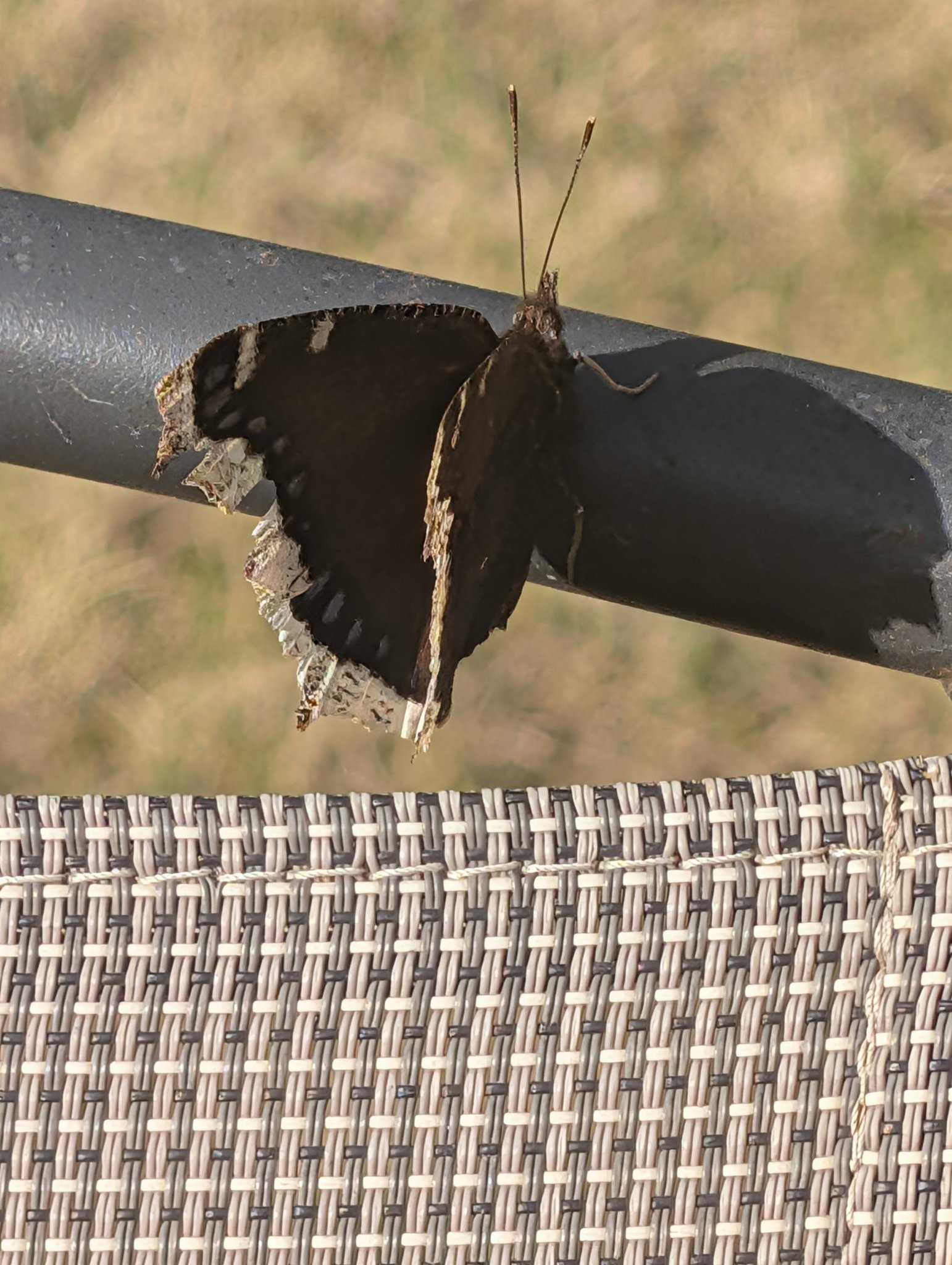 Mourning cloak ButterFly Did you know these butterflies hibernate 