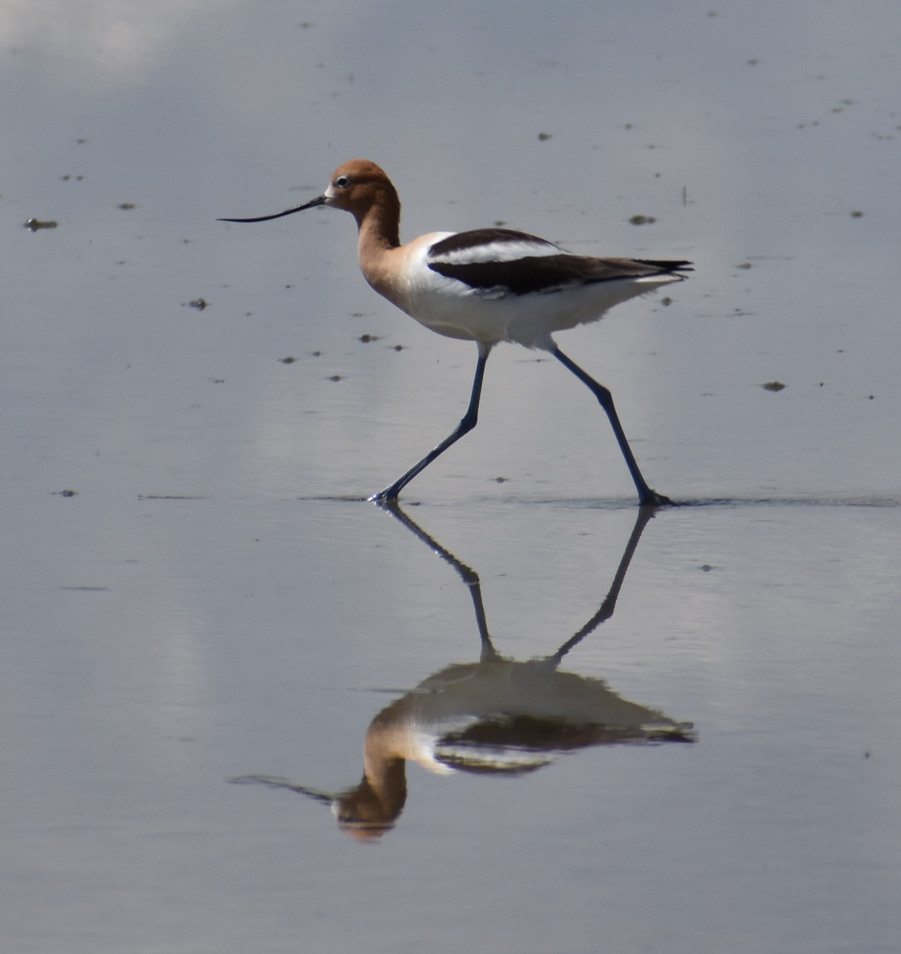 American Avocet on a mission Weed Lake 2026
