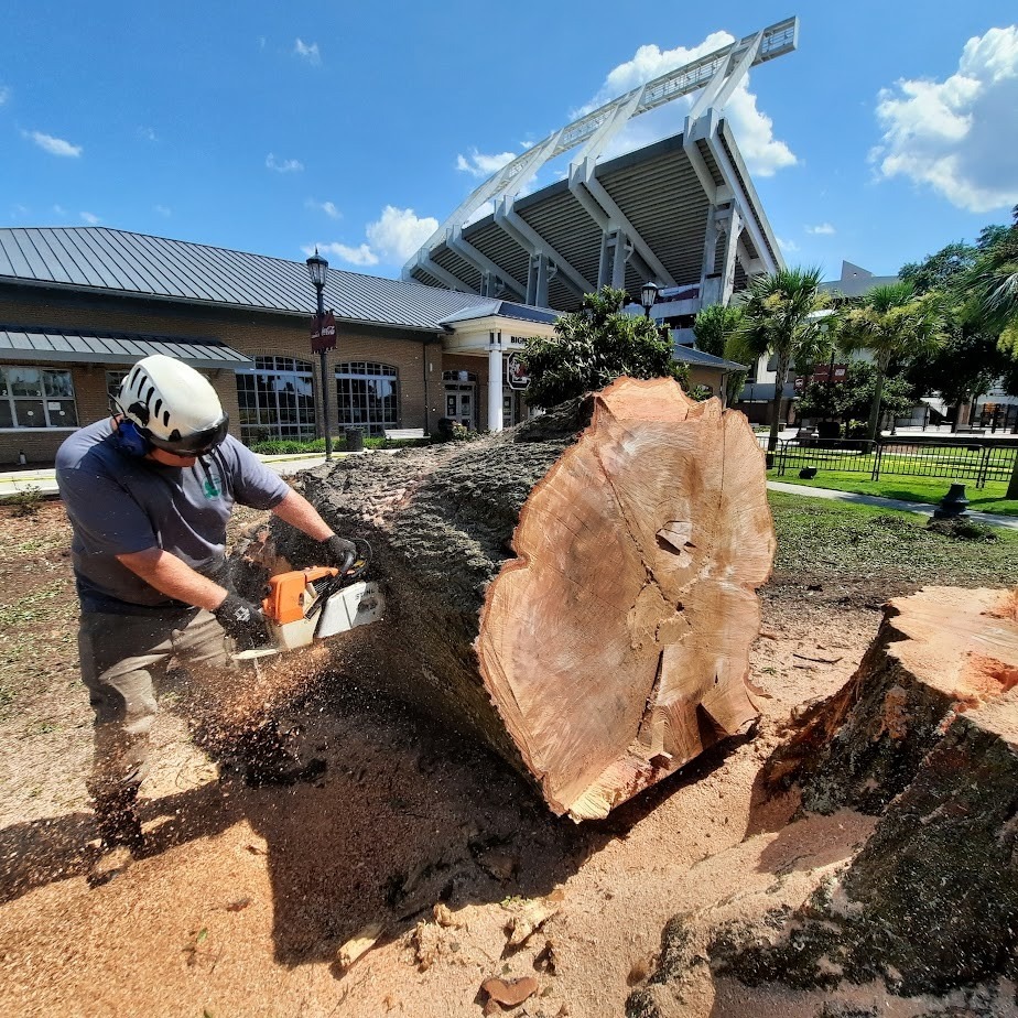 Alpine Tree Care