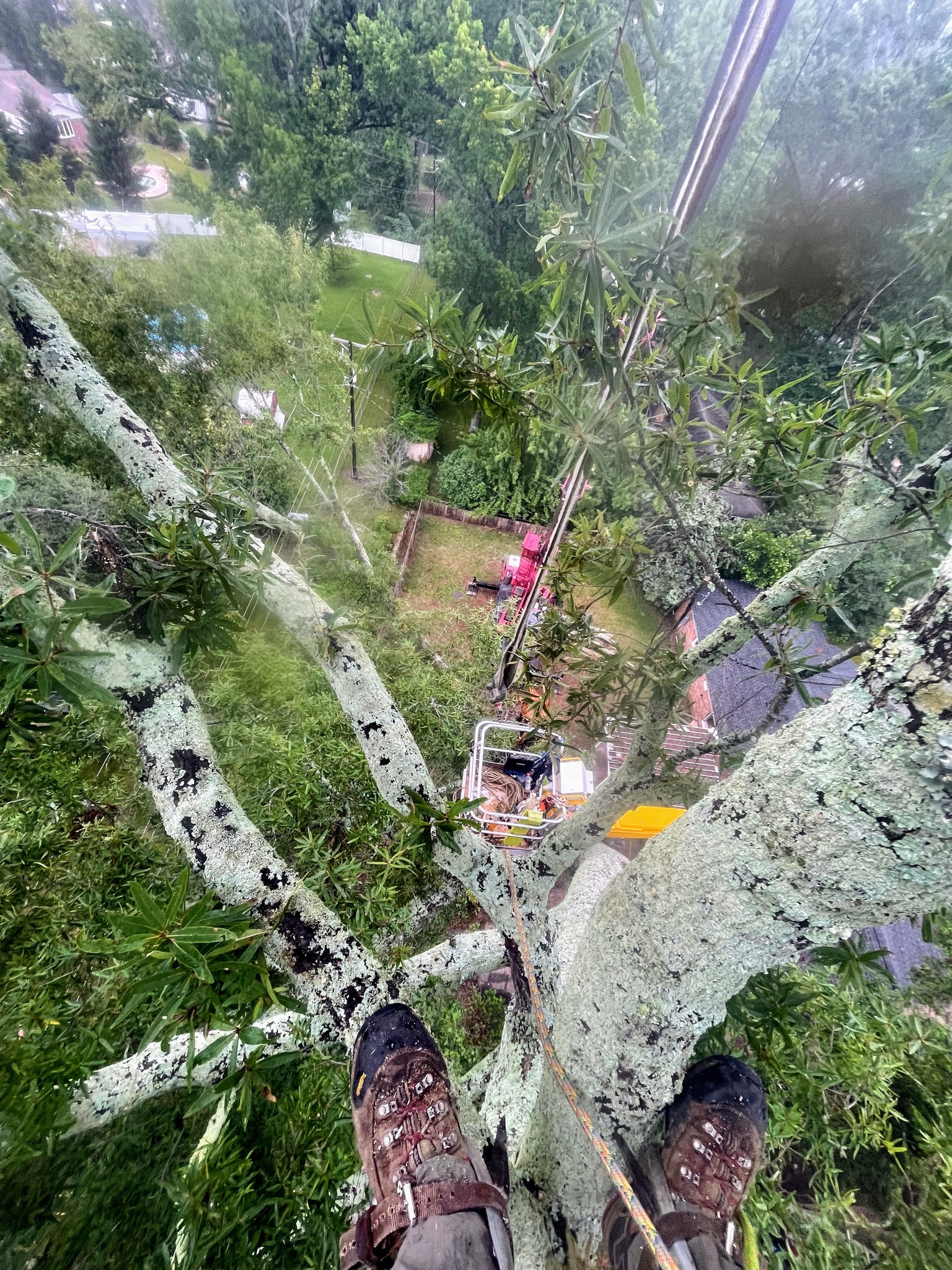 Alpine Tree Care