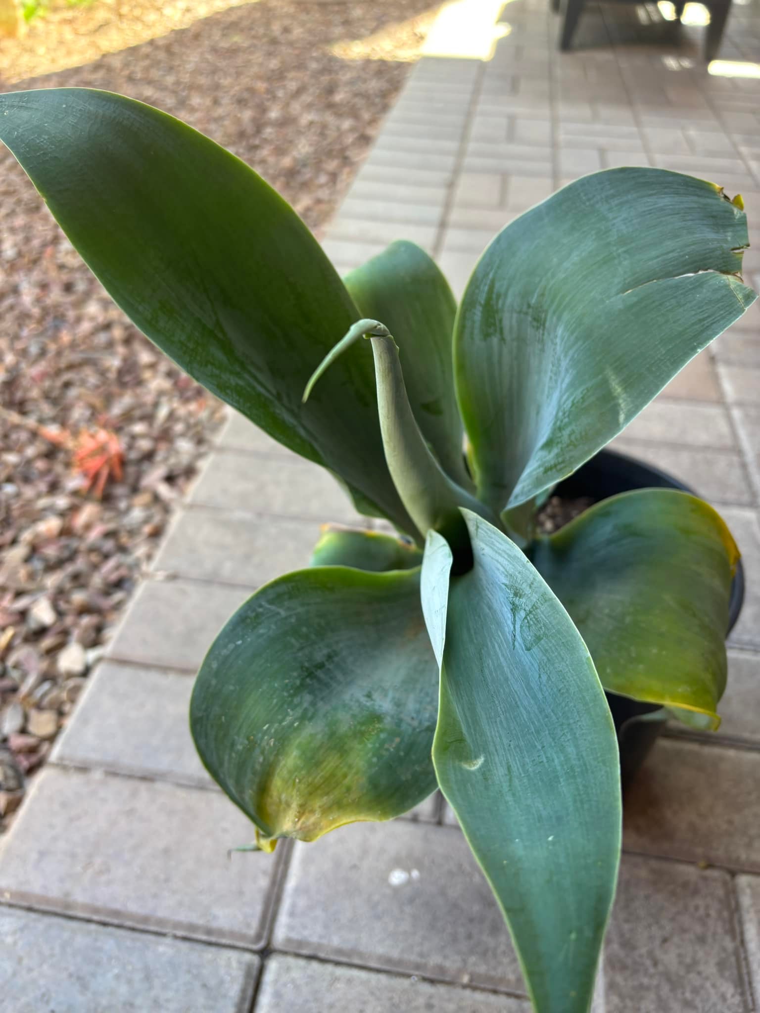 Agave montana 'Tiffany' 315