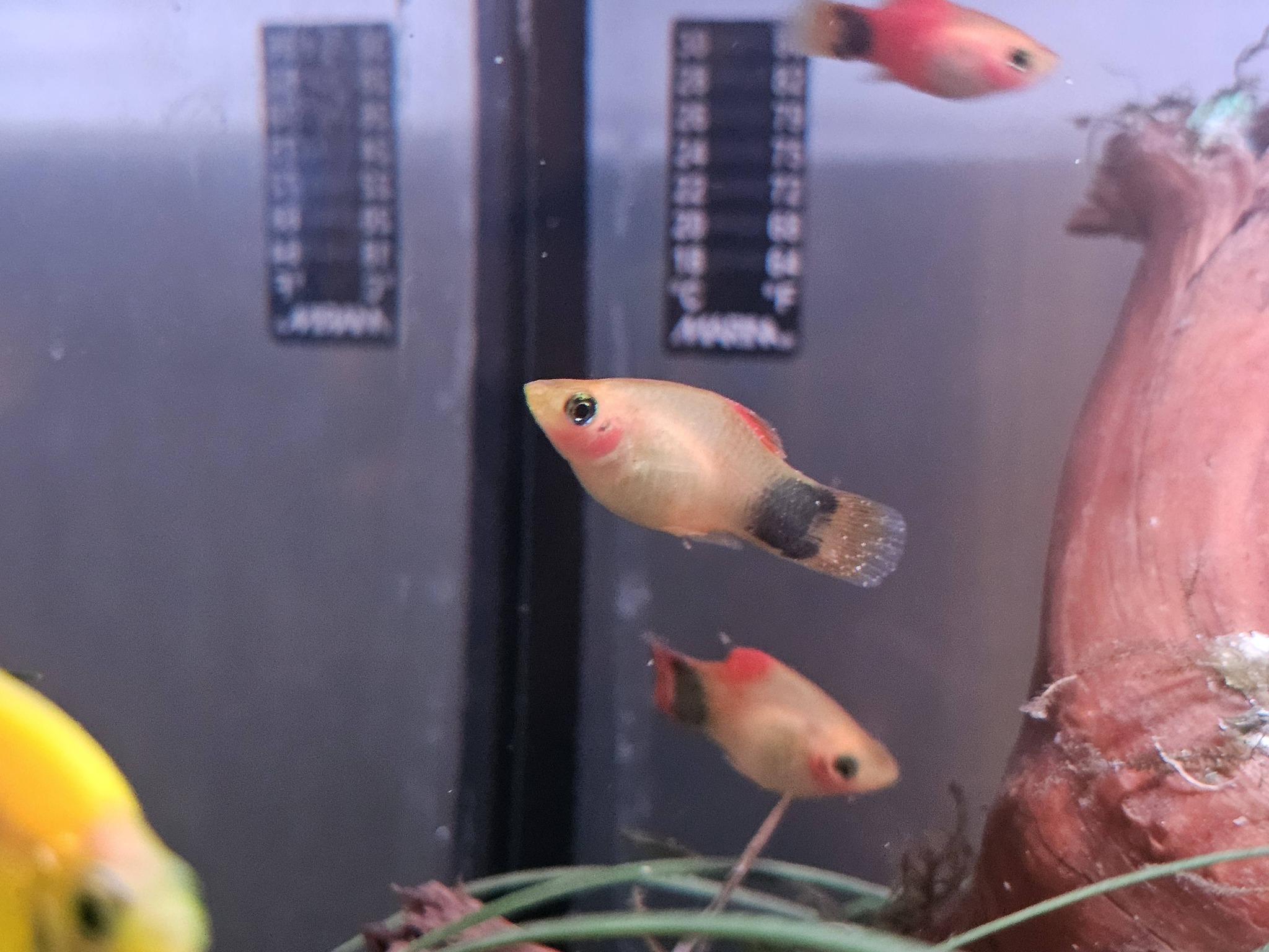 60,000 Fairy Shrimp Eggs - Live Food For Betta, Guppy, Killifish