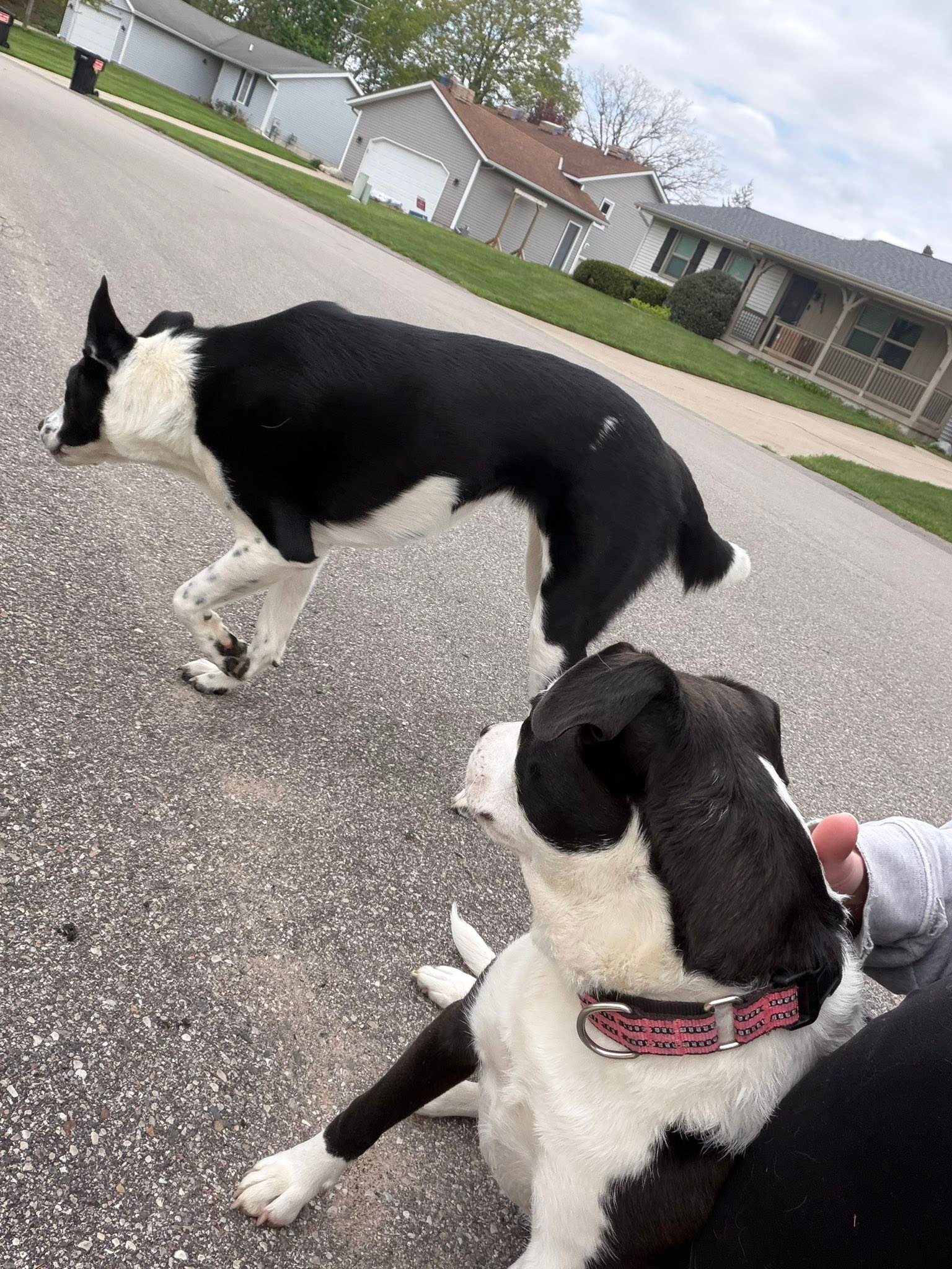 Dogs found in Georgetown Township