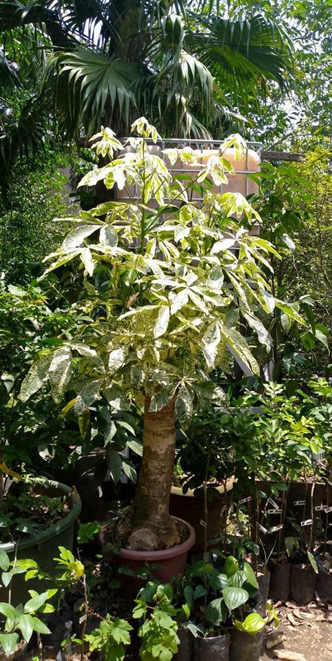 Lunti - Variegated Money Tree in drum (Castanas family,... | Facebook