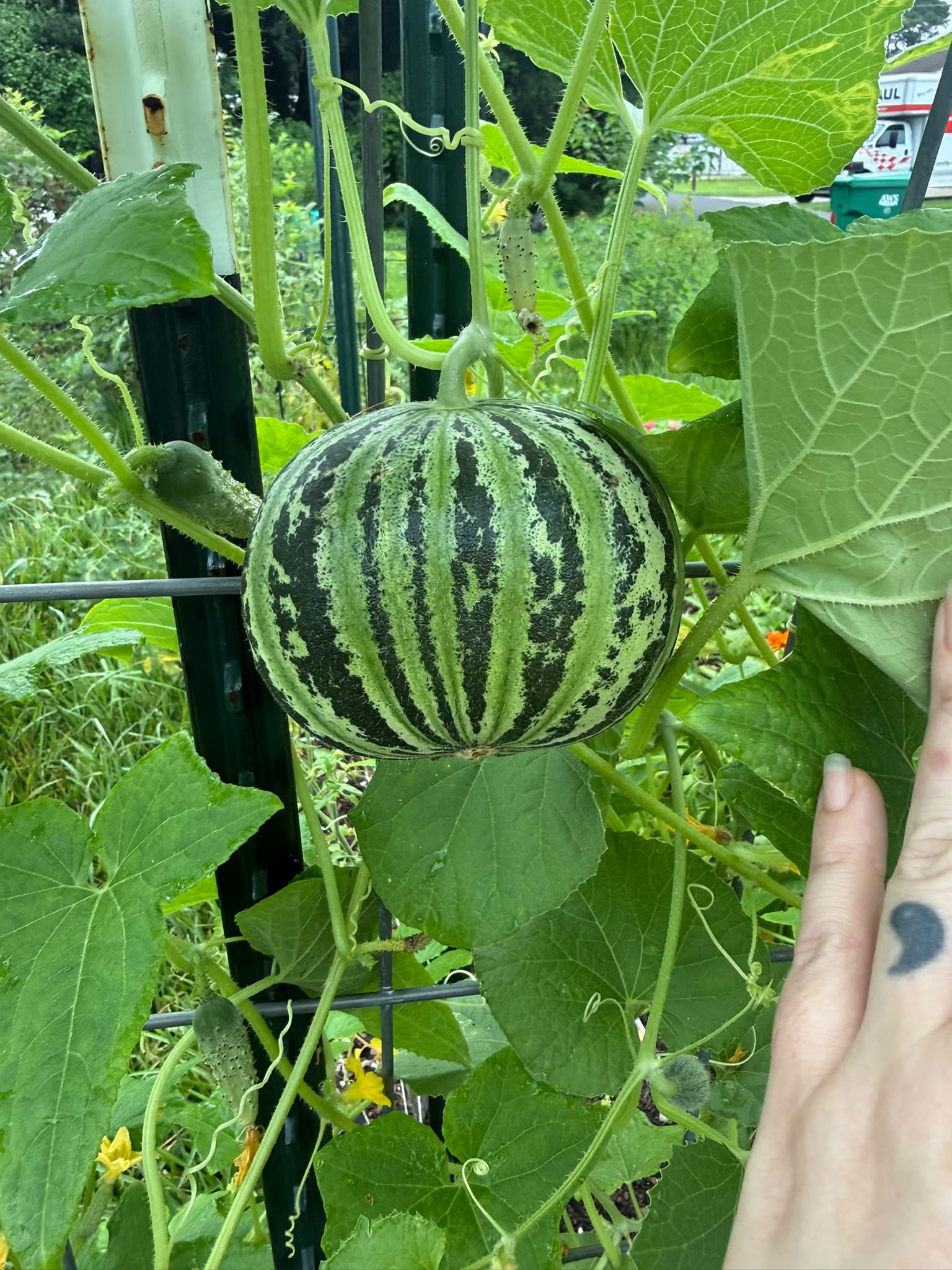 One of our most beloved varieties. A strikingly beautiful, tasty