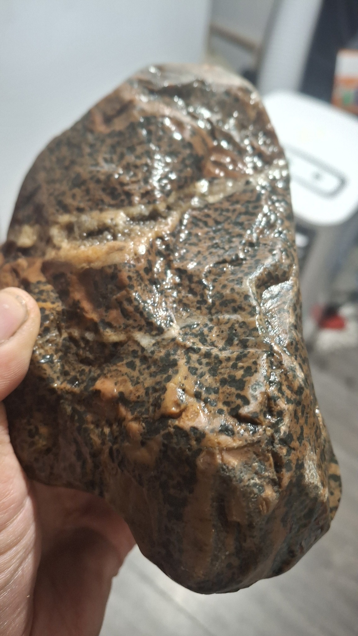 Leopard skinned Jasper? Found last night.