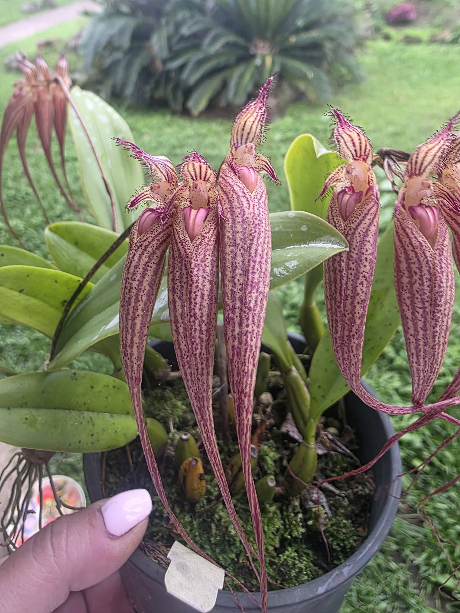 レリオカトレア属コスモアロハ Laeliocattleya.Cosmo Aloha. カトレア 
