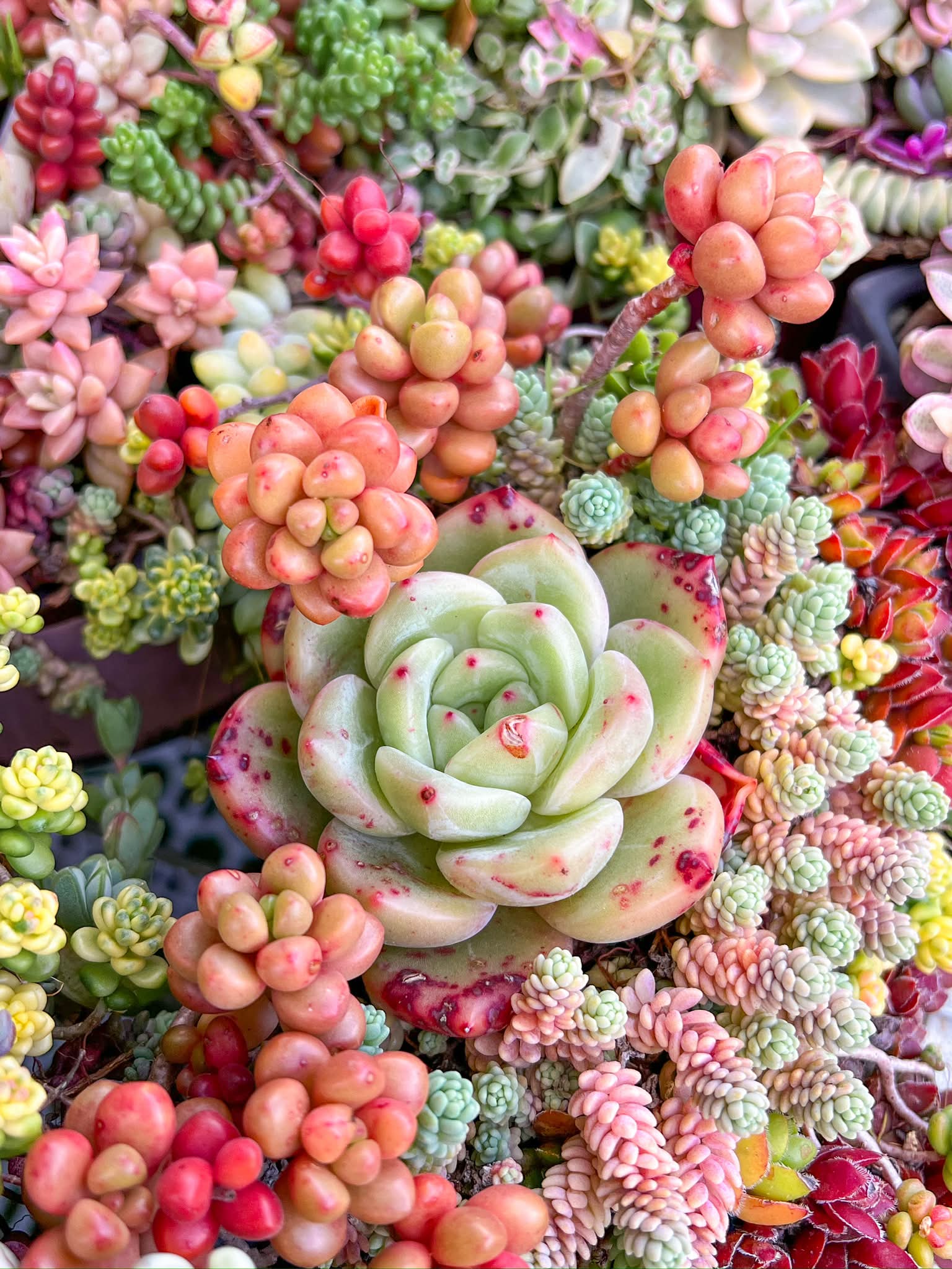 I love arrangements 🥰🥰