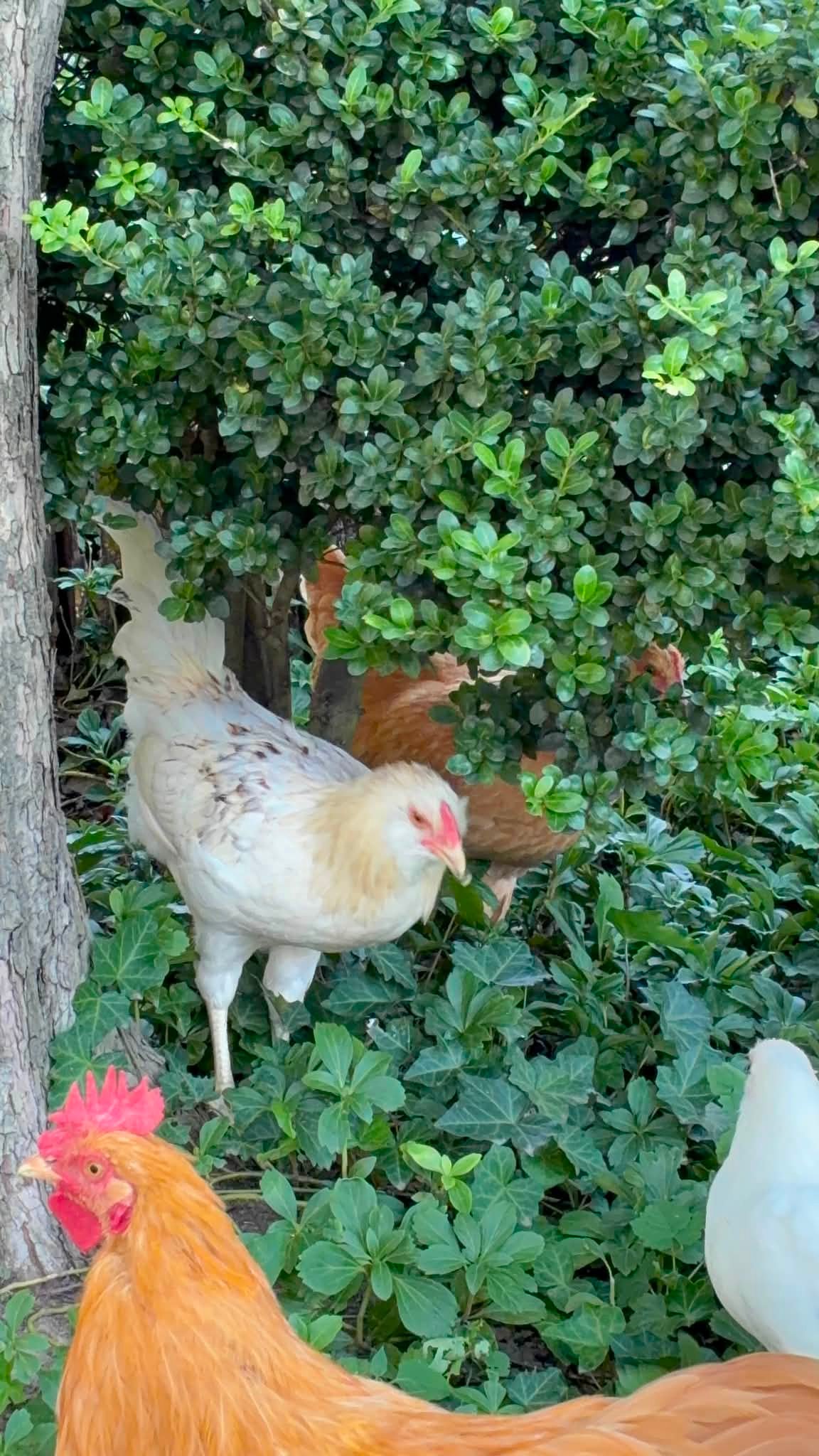 Looking for a home for these two roosters. Free. Zip code 19046