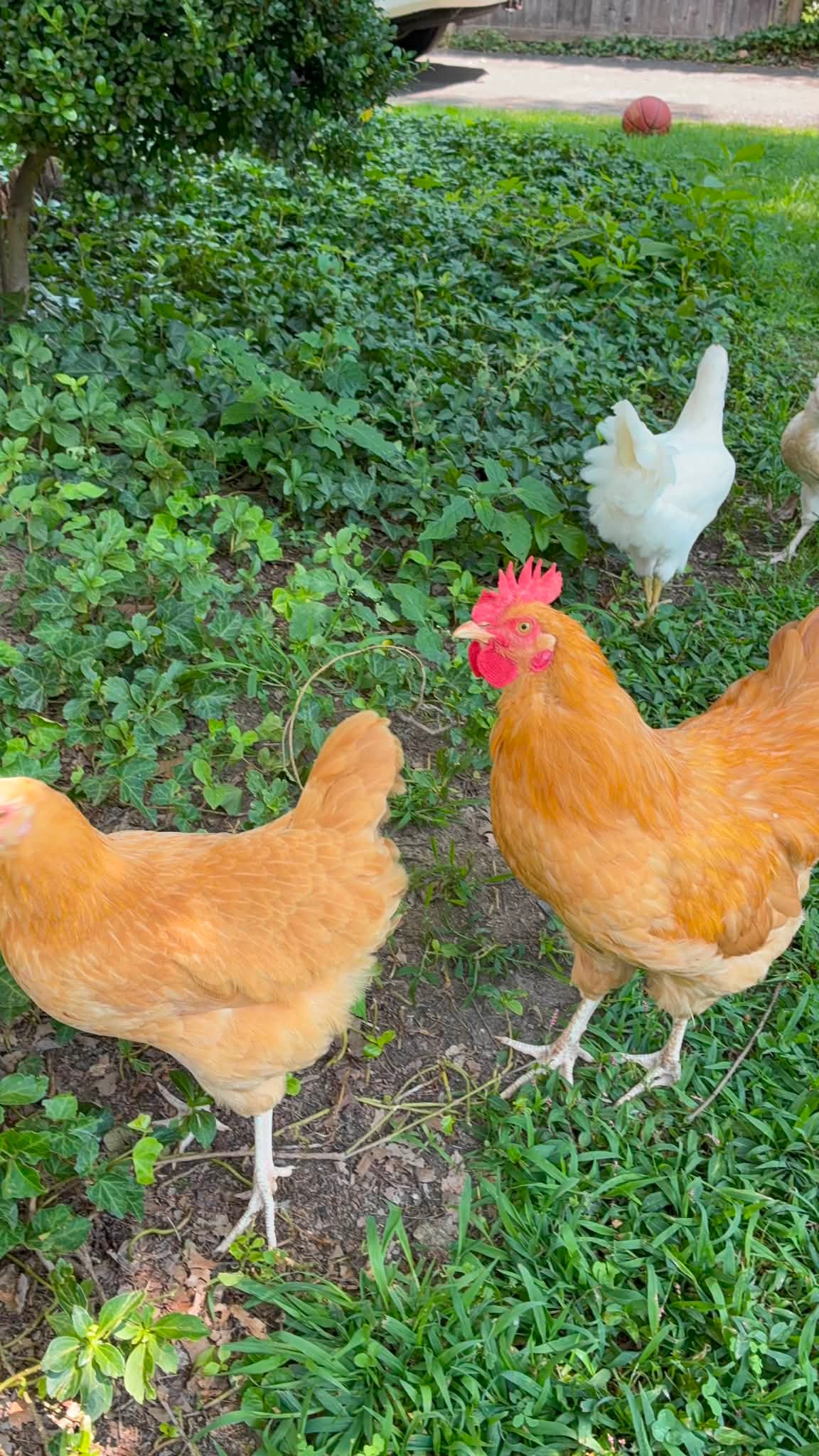 RE・BIRTH Ⅱ THE ROOSTERS Looking for a home for these two roosters. Free. Zip code 19046
