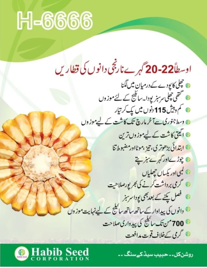 Habib Seed Corporation | Multan