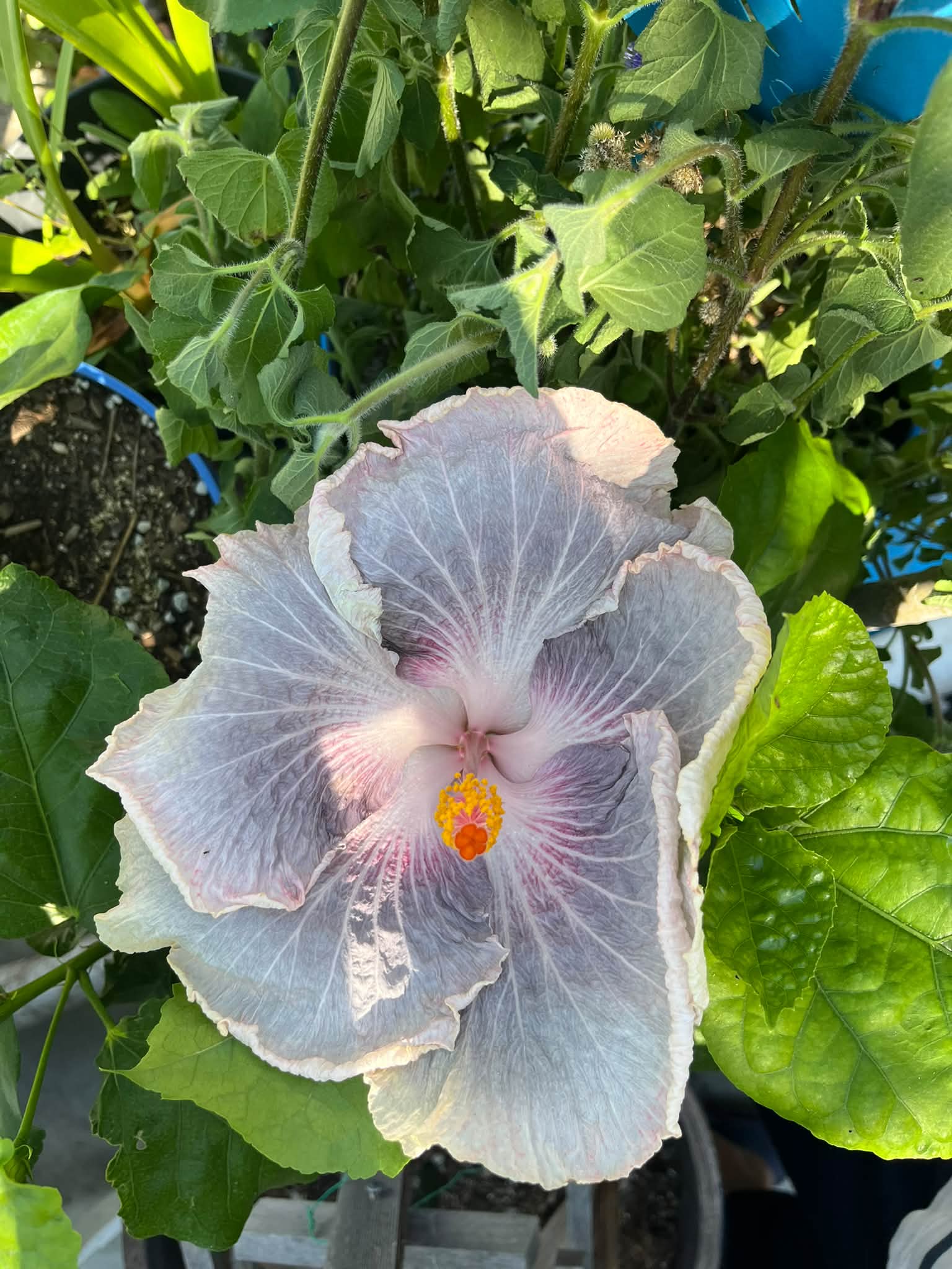 Thursday's Blooms :-D