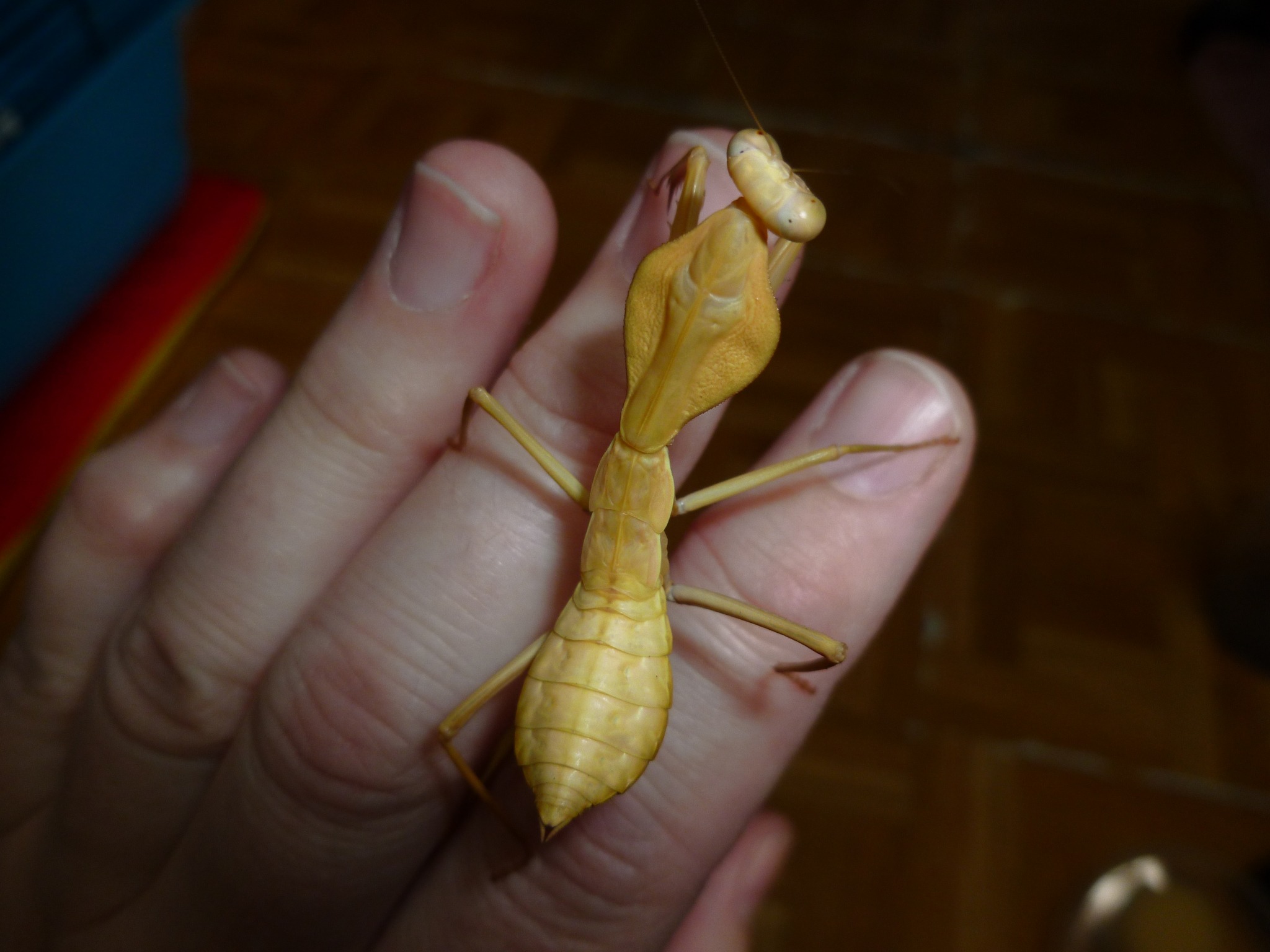aviso gold】PRAYING MANTIS 5'6 TINT What species is this gold