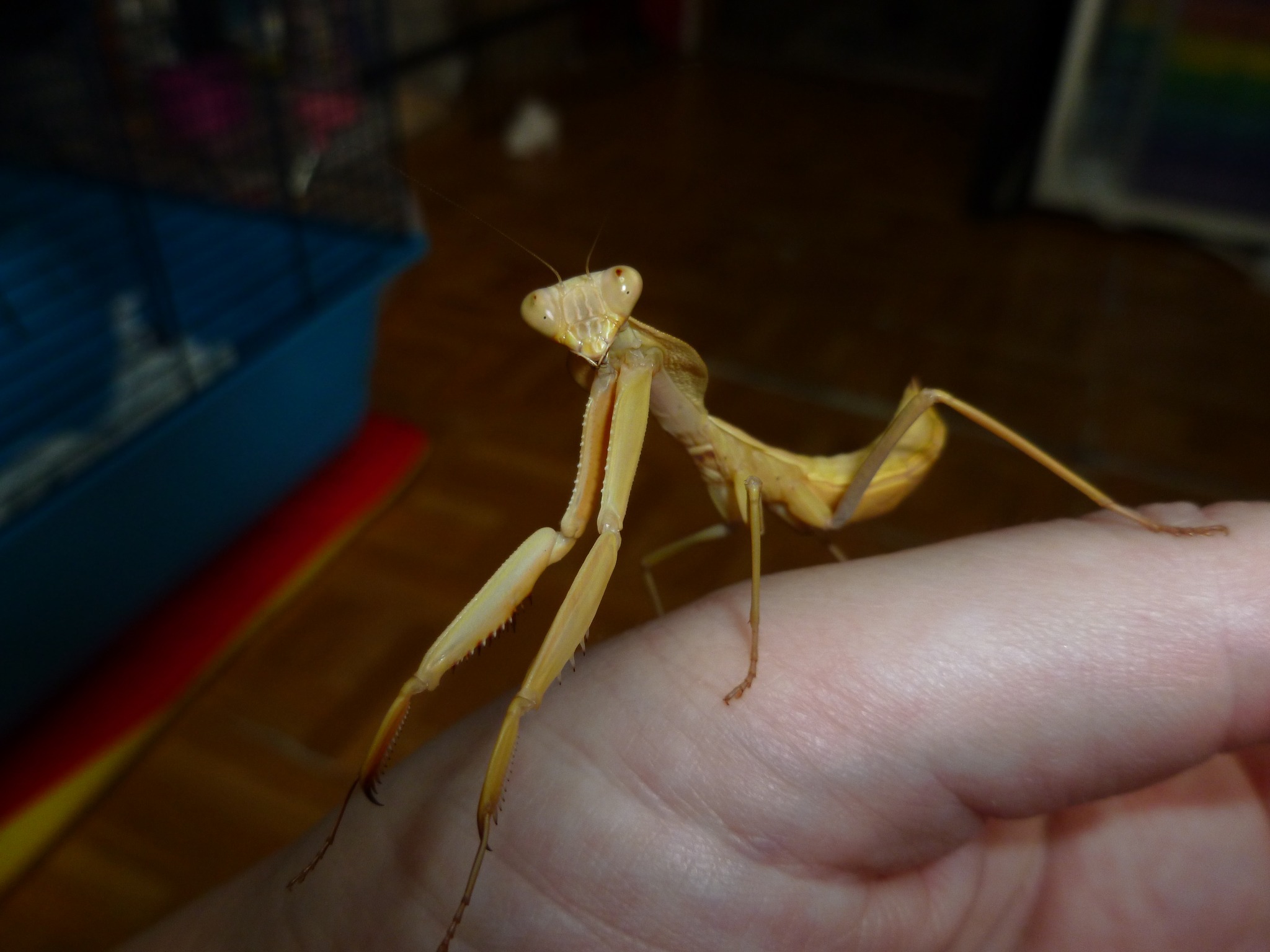 New pet timor praying mantis arrival