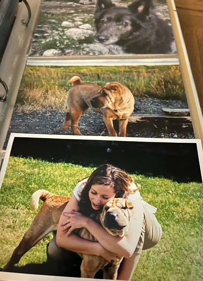 These are a few of the dogs that spent Thanksgiving in loving foster ...