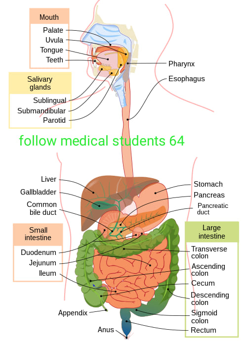 健康・医学 Digestive Organs Pathway to the Centre Complete flow chart of human digestive system