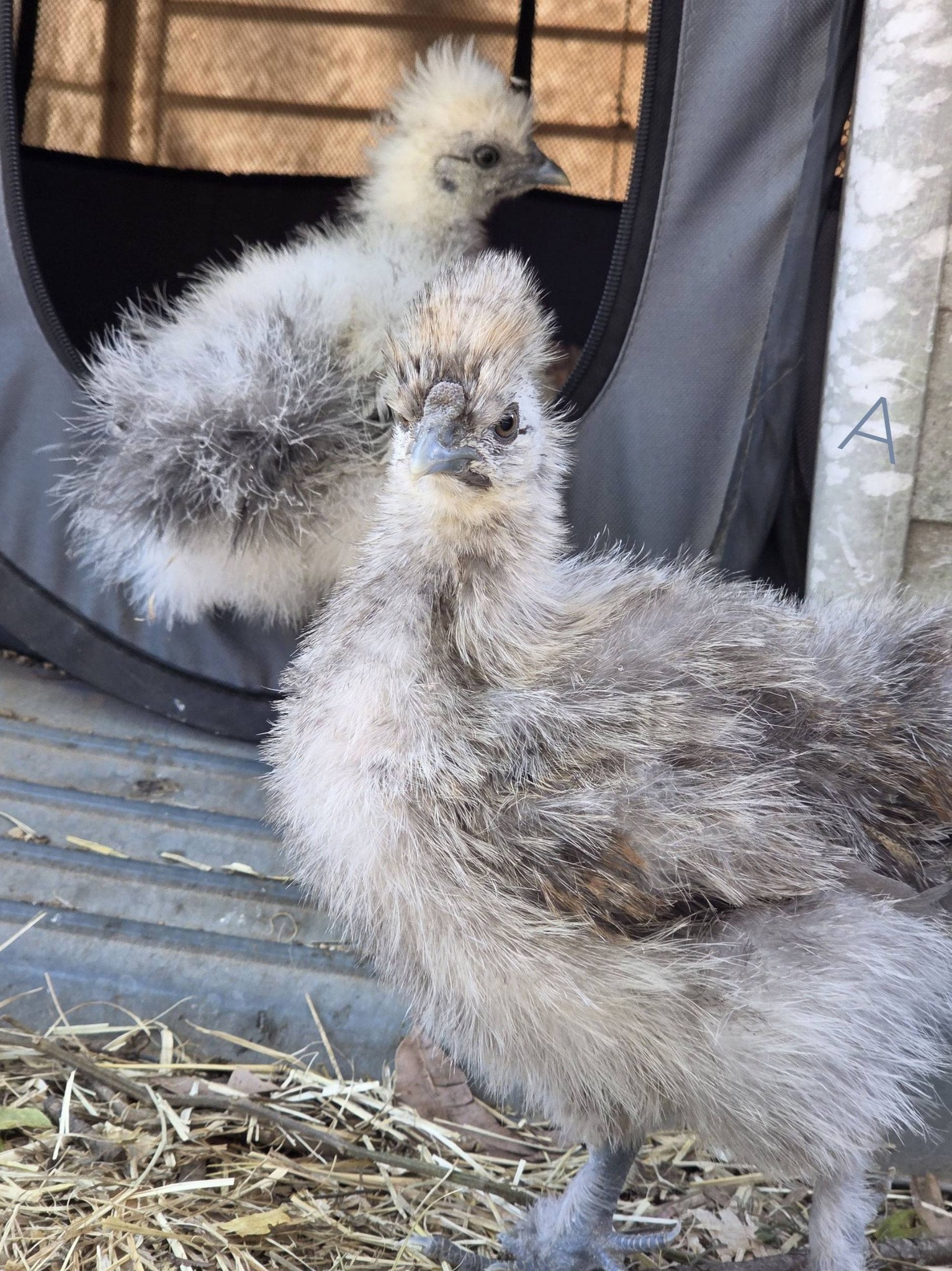 Silkie Chickens | Facebook
