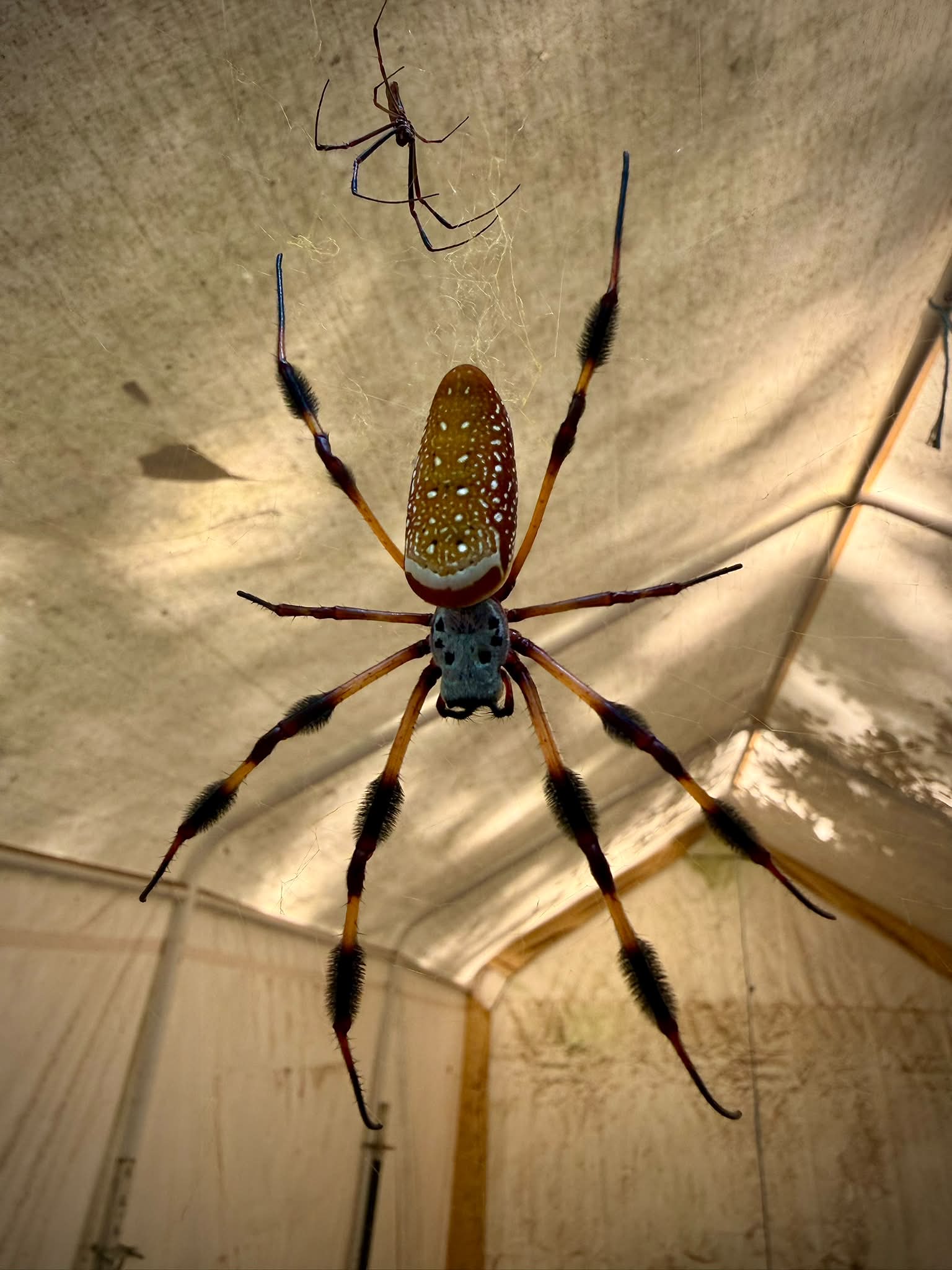 golden silk orb weaver dress Identifying female spiders dec influencer