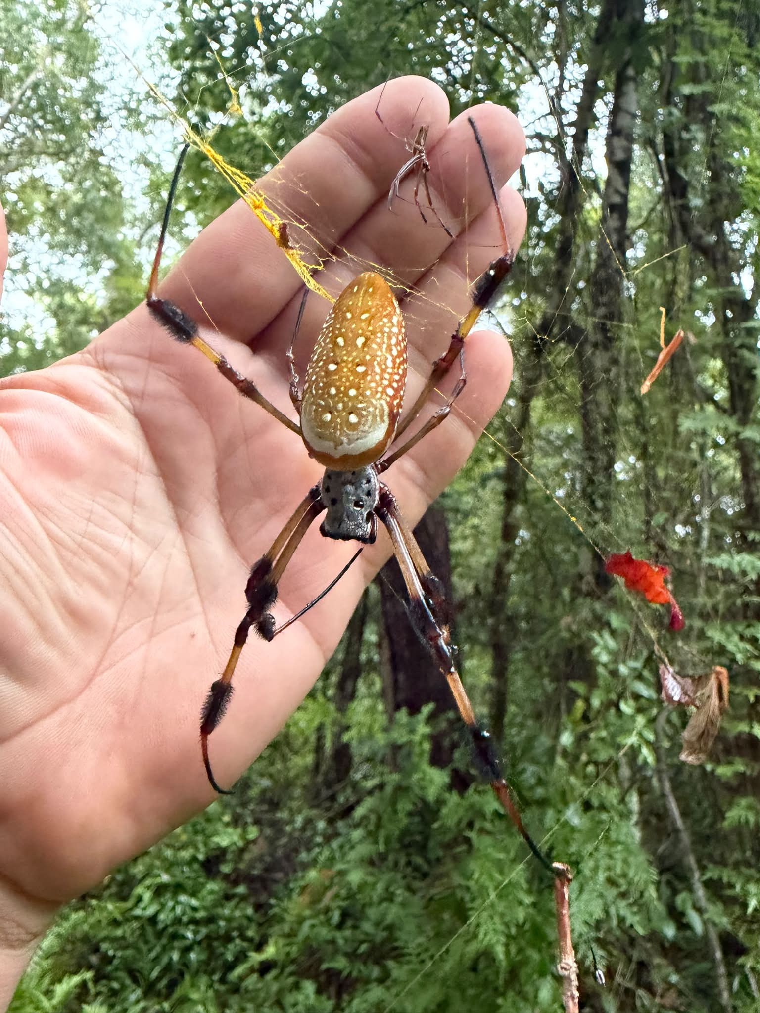 golden silk orb weaver dress spiders: nature's engineers and artists dec influencer