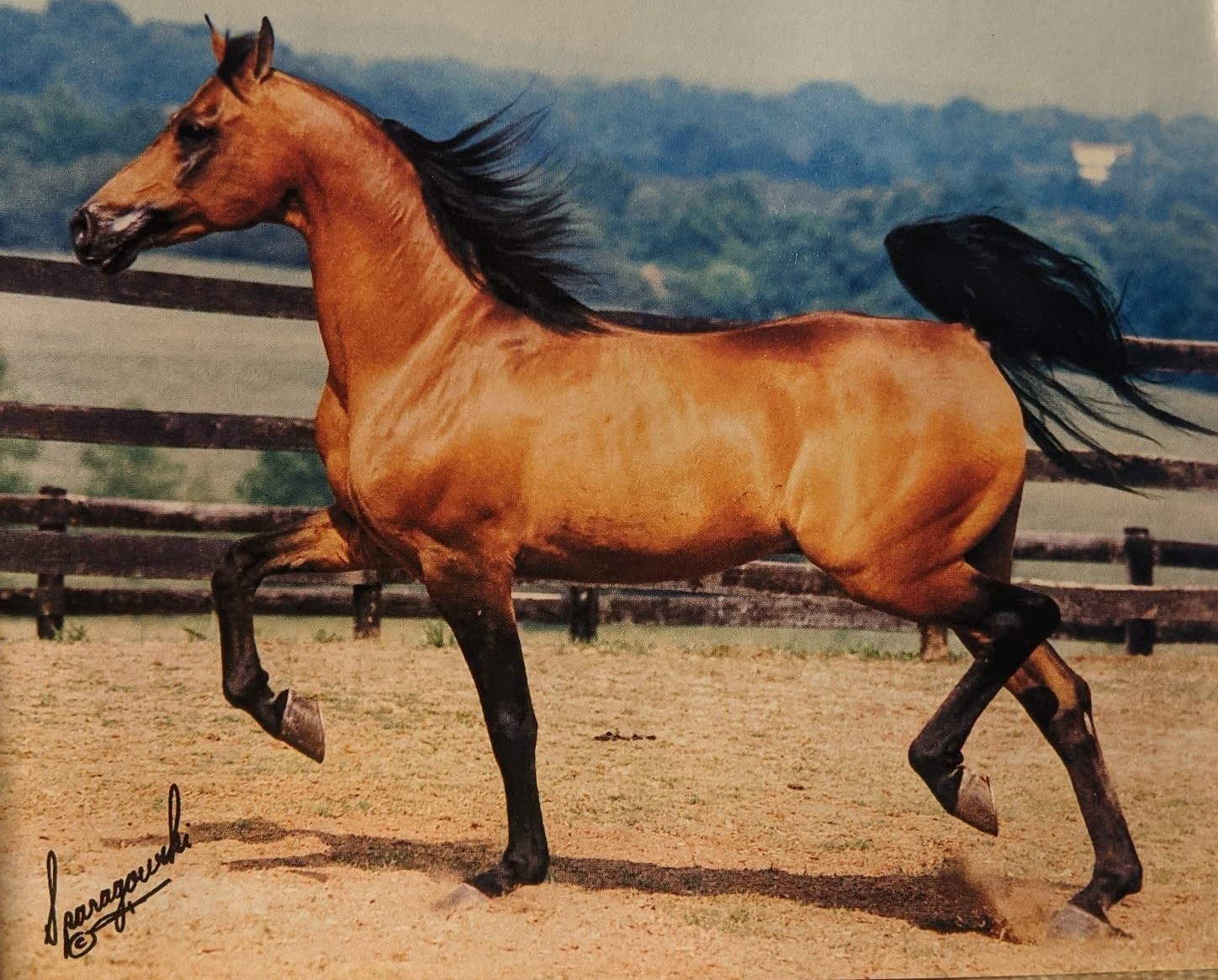 Aladdinn at 1994 U.S. Nationals