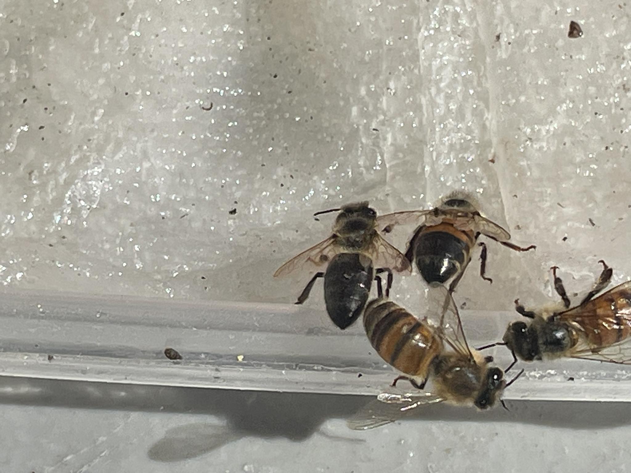 Why do some bees have darker colors?