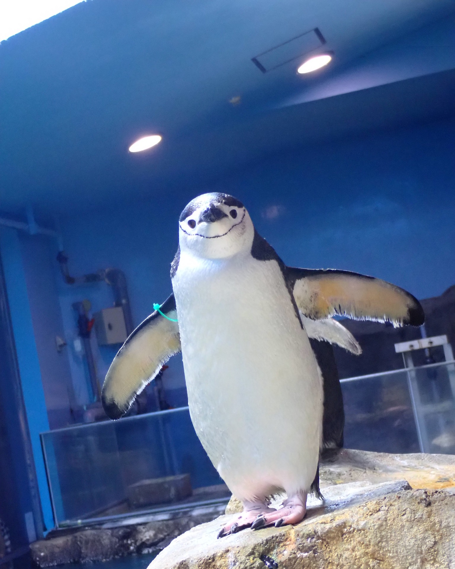 長崎ペンギン水族館 Nagasaki - おひげがチャームポイントなの