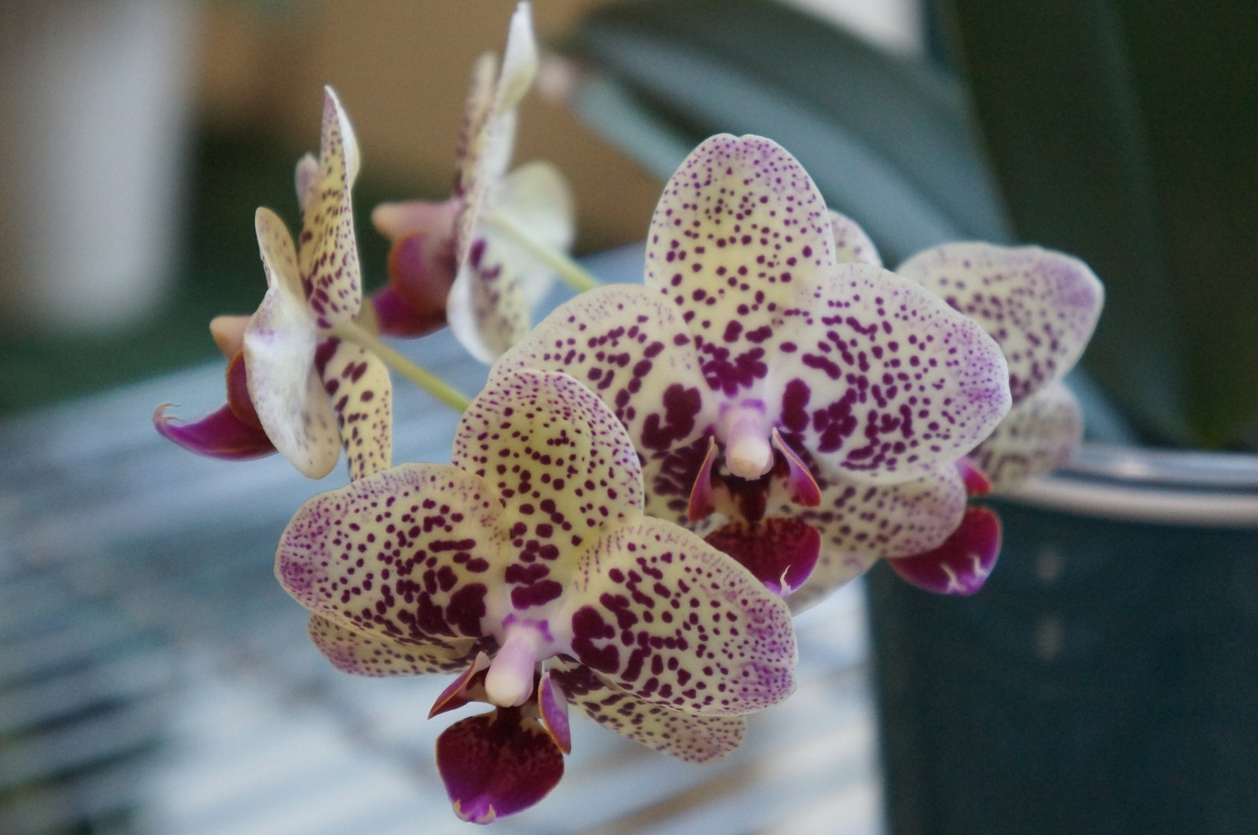 Phal. Yaphon Golden Leopard #靜靜養蘭 Hong Kong
