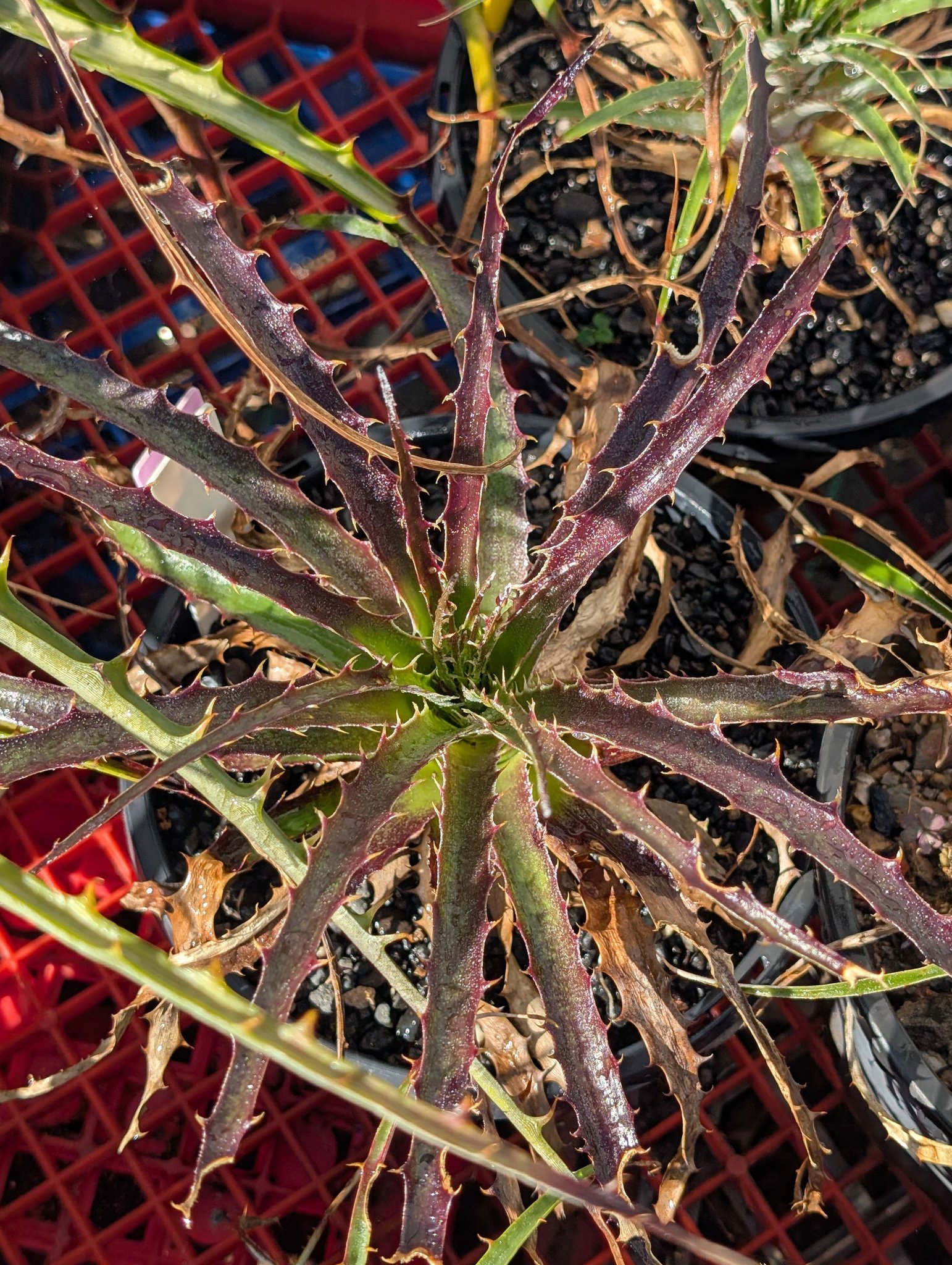 Billbergia “Berry Blast”