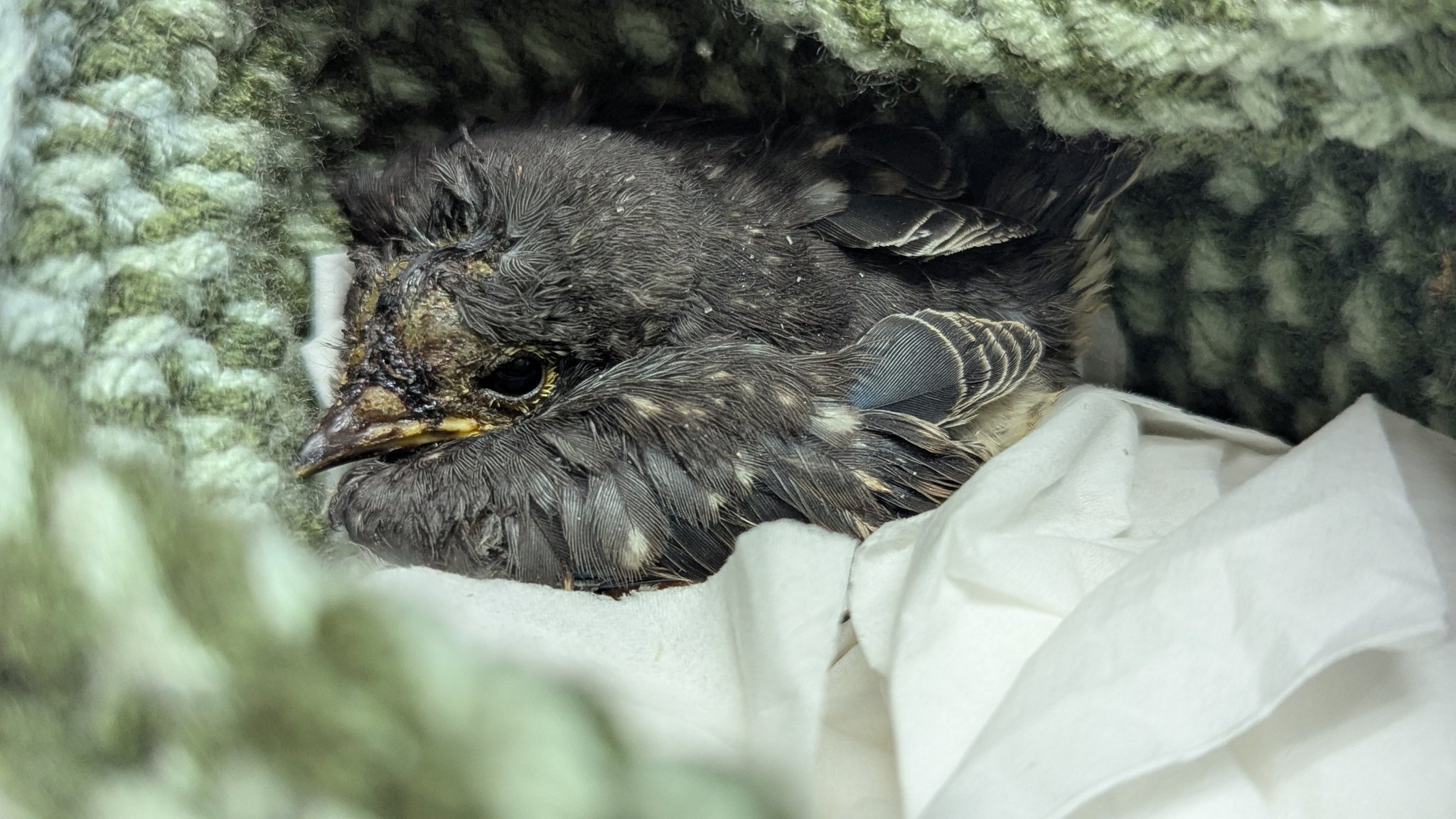 Humane - This older nestling Eastern Bluebird is in our care after its ...